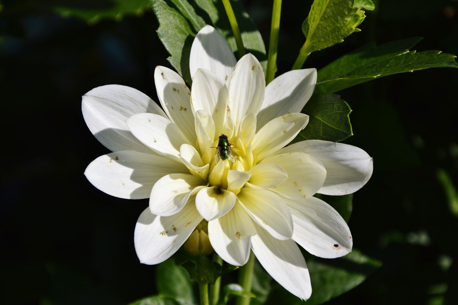 Nikon D3200 sample photo. Fly, insect, dahlia photography