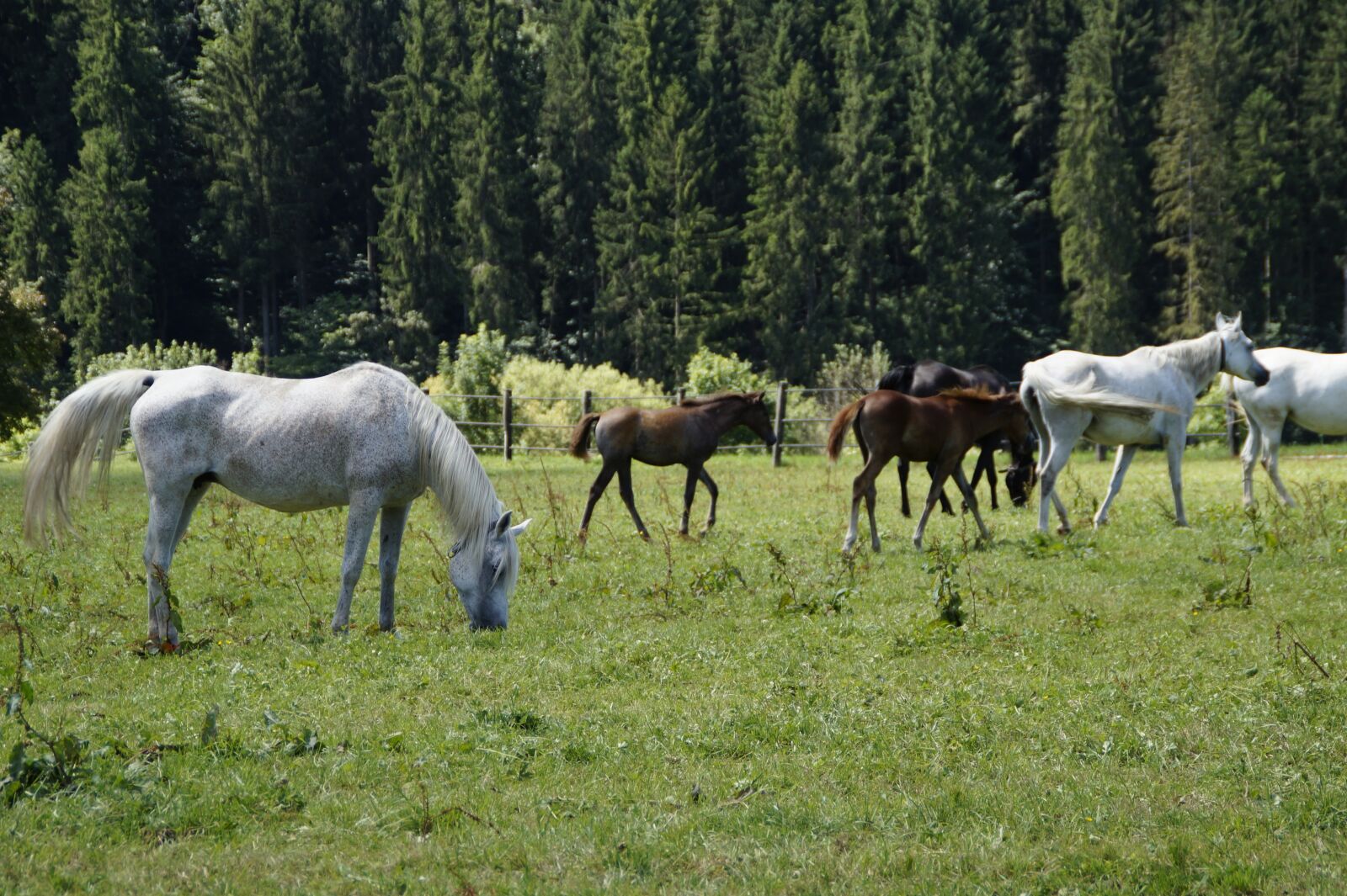 Sony SLT-A58 sample photo. Mares, foal, arabs photography