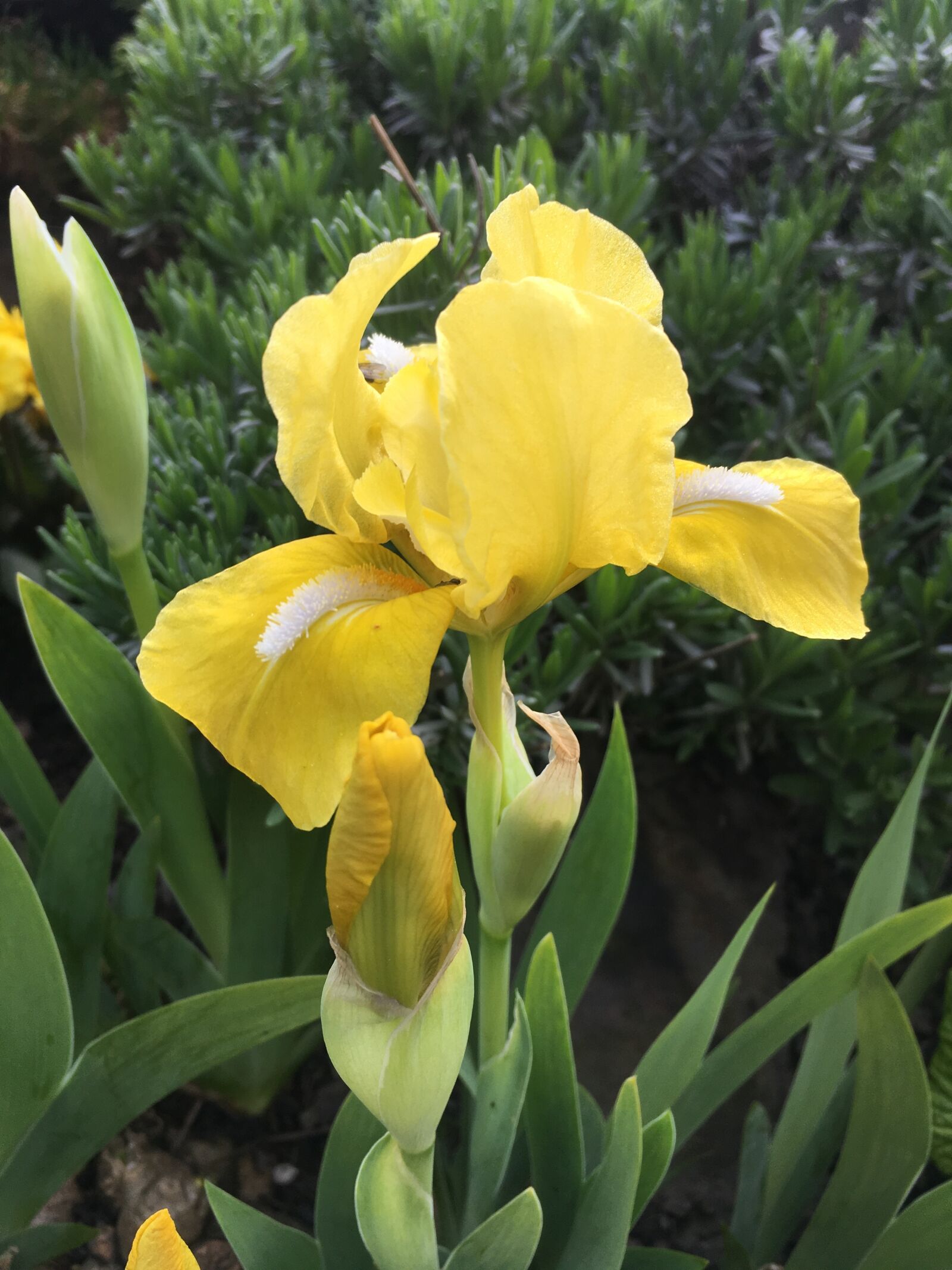 Apple iPhone SE sample photo. Iris, flower, yellow photography