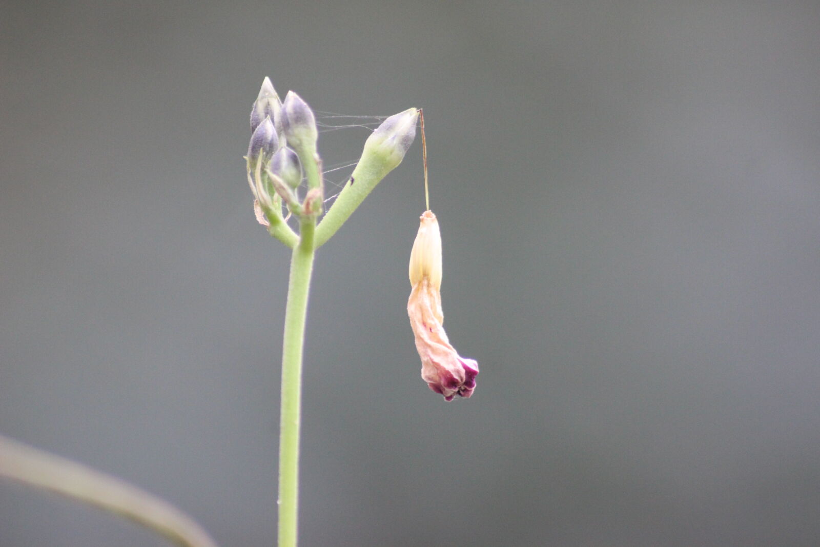 Canon EOS 600D (Rebel EOS T3i / EOS Kiss X5) sample photo. Cool, photose photography