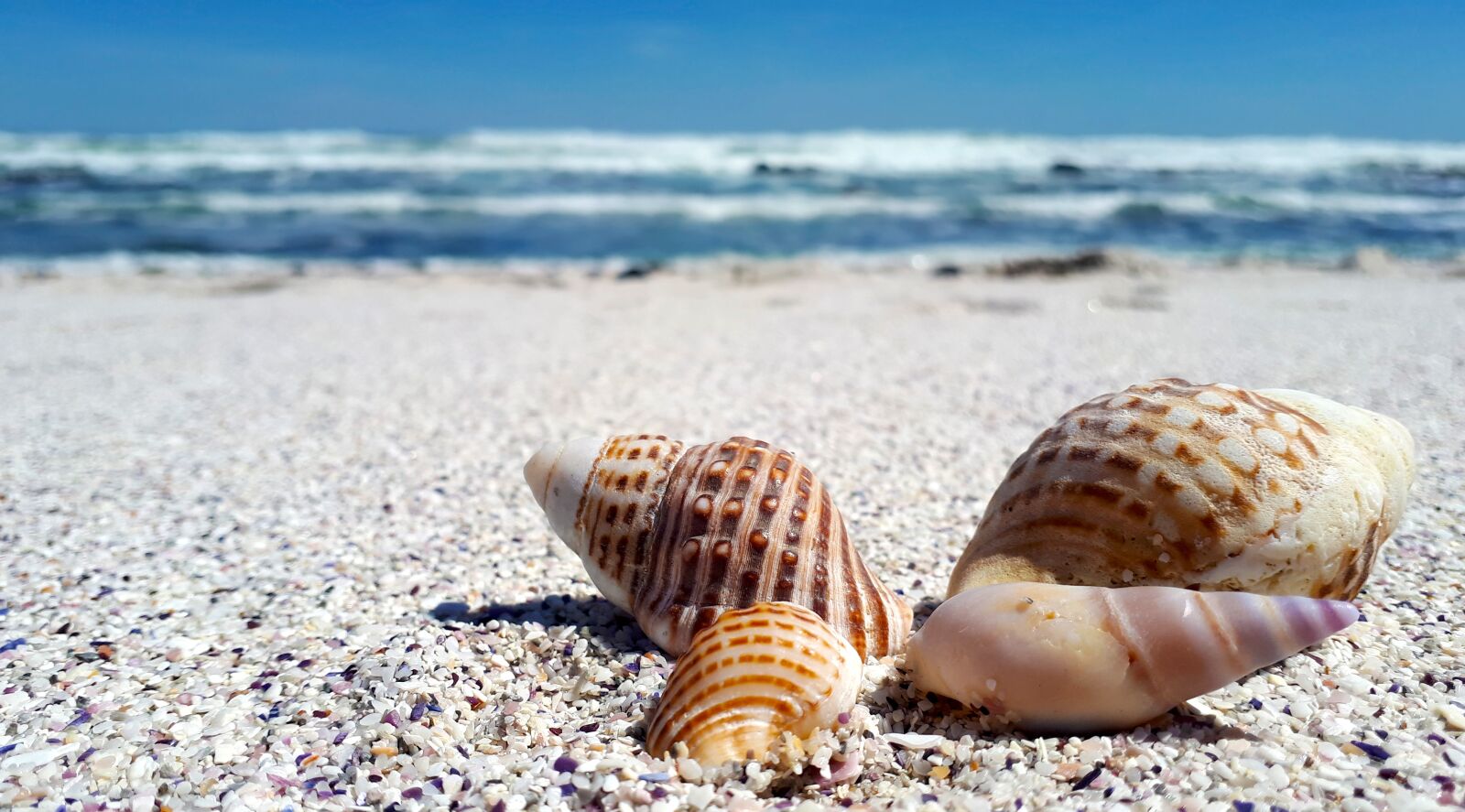 Samsung Galaxy A5(2017) sample photo. Shells, shell, sand photography