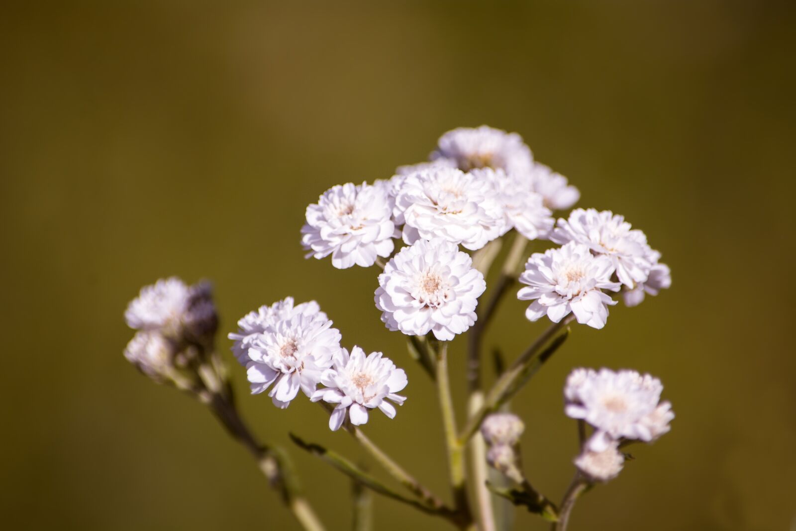 Nikon D7100 sample photo. Ranunculus aconitifolius, eisenhut-crowfoot, flower photography