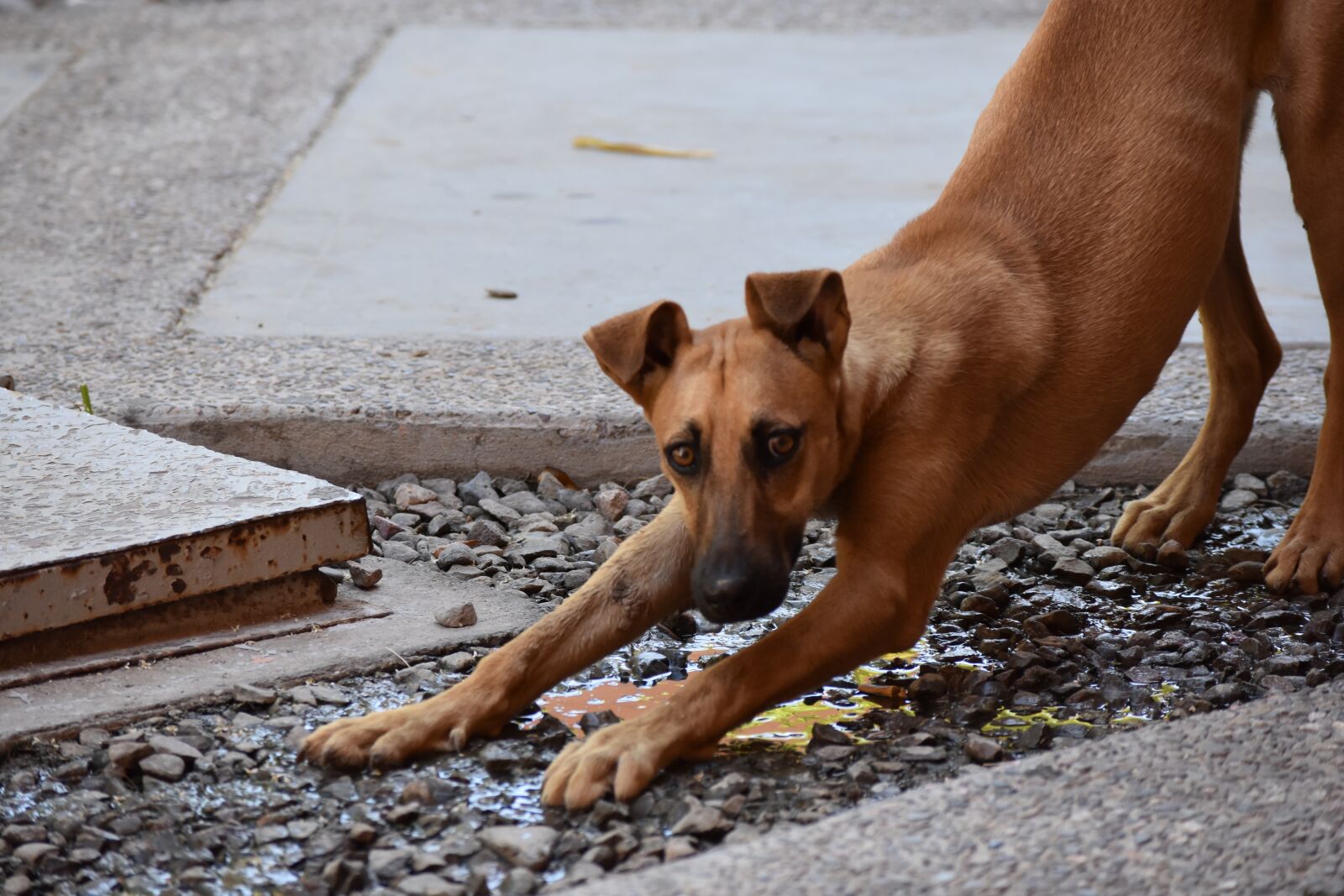 Nikon D3400 sample photo. Dog, animal, puppy photography