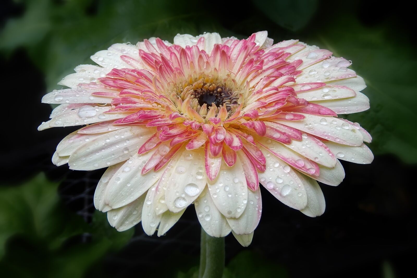 Nikon Coolpix A900 sample photo. Flower, gerber, daisy photography