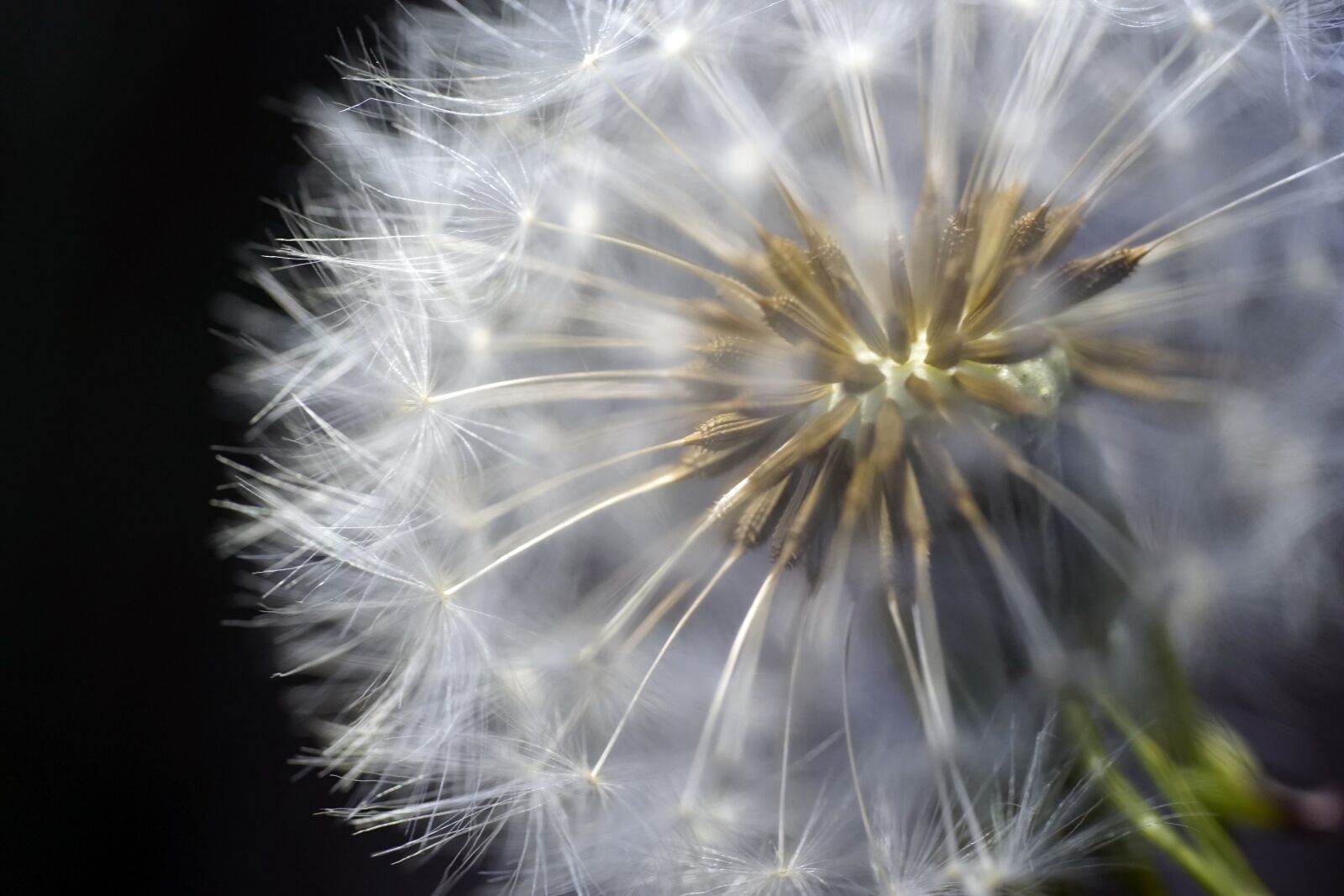 Sony a7 sample photo. Dandelion, flower, nature photography