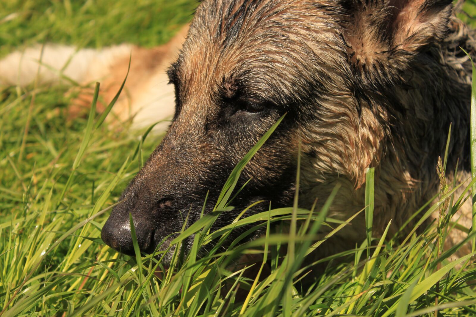 Canon EOS 500D (EOS Rebel T1i / EOS Kiss X3) sample photo. German shepherd, shepherd, dog photography