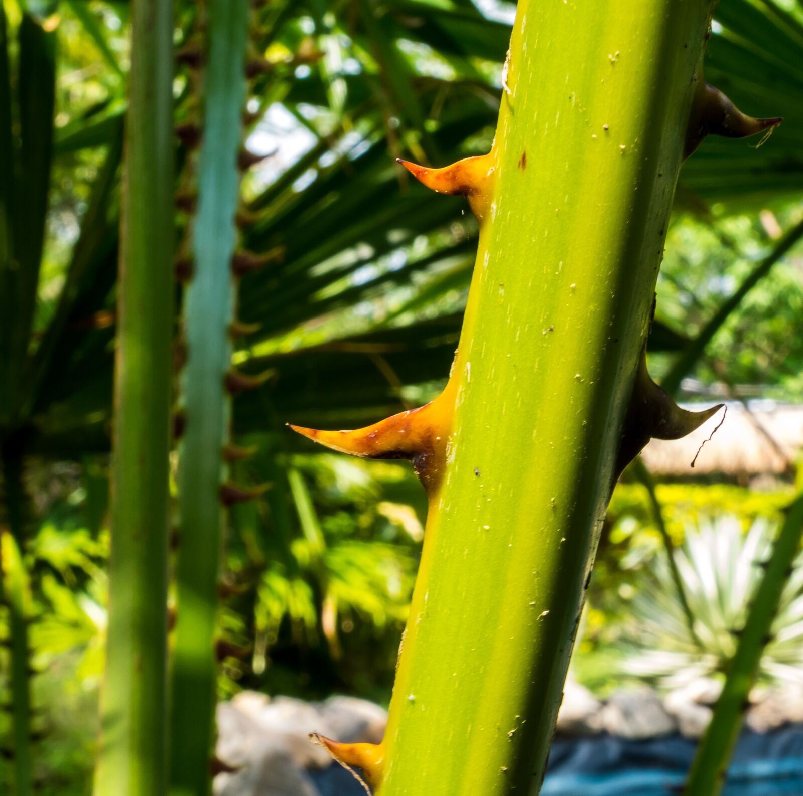 Fujifilm X-S1 sample photo. Palm branch, thorns, spur photography