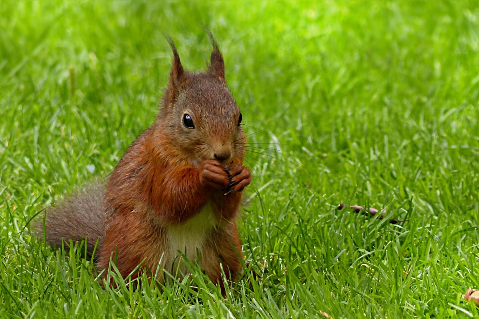 Panasonic Lumix DMC-FZ200 sample photo. Squirrel, sciurus major, mammal photography