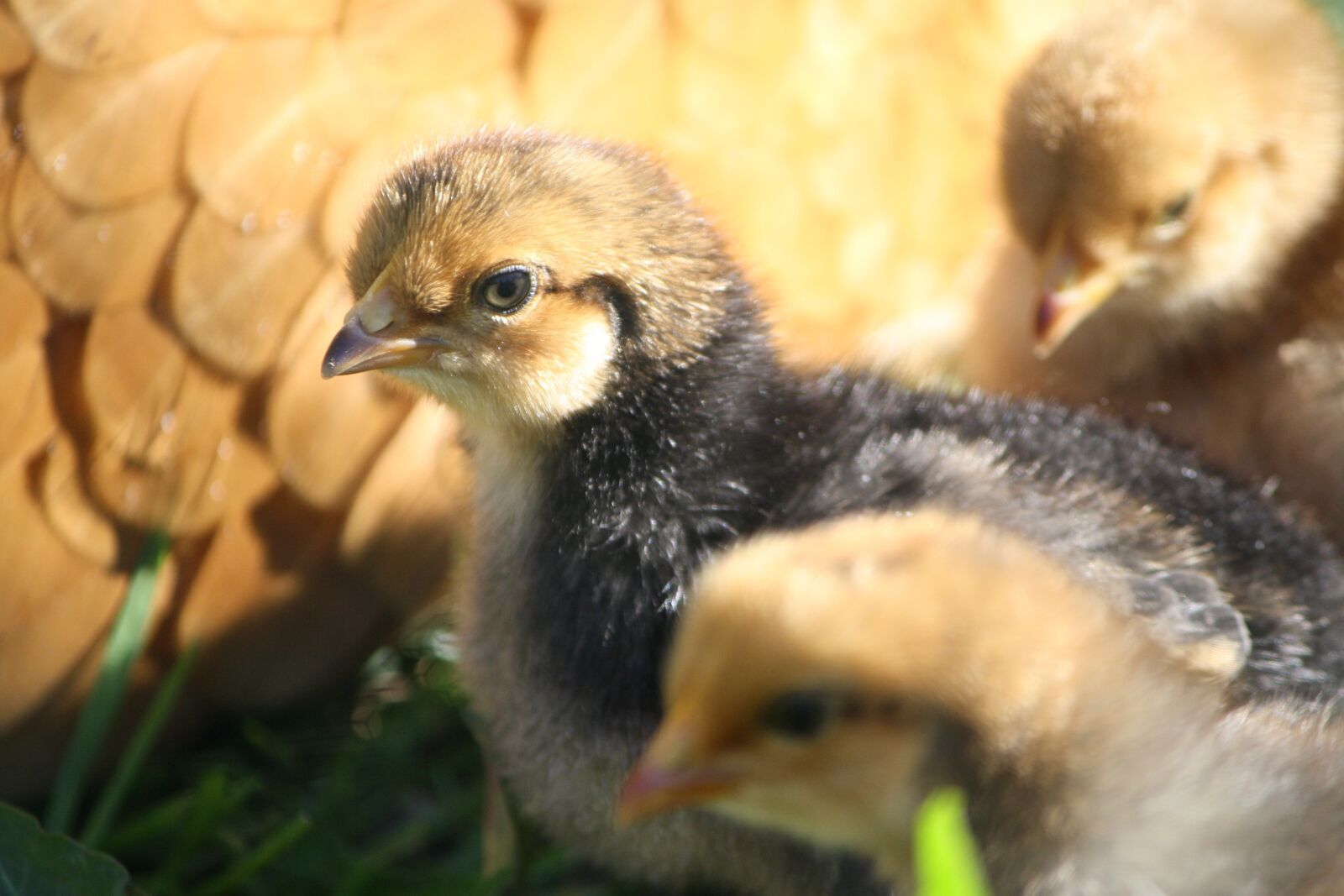 Canon EOS 1000D (EOS Digital Rebel XS / EOS Kiss F) sample photo. Chick, chicken, poultry photography