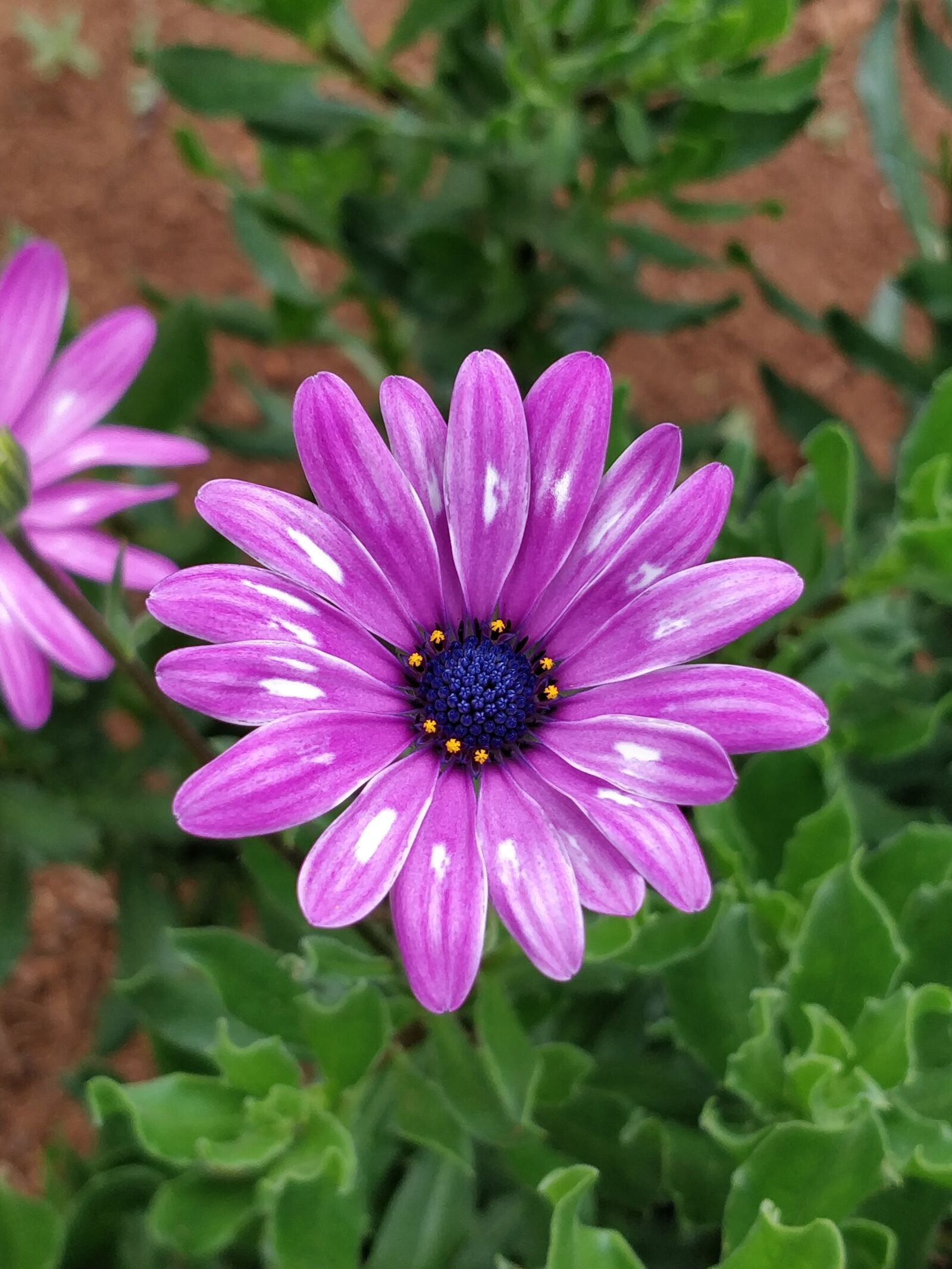 OnePlus 5T sample photo. Flower, flora, nature photography