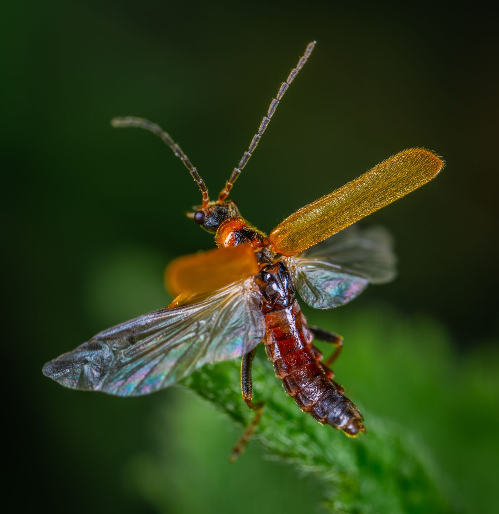 Sony a7R II sample photo. Beetle, coleoptera, insect photography