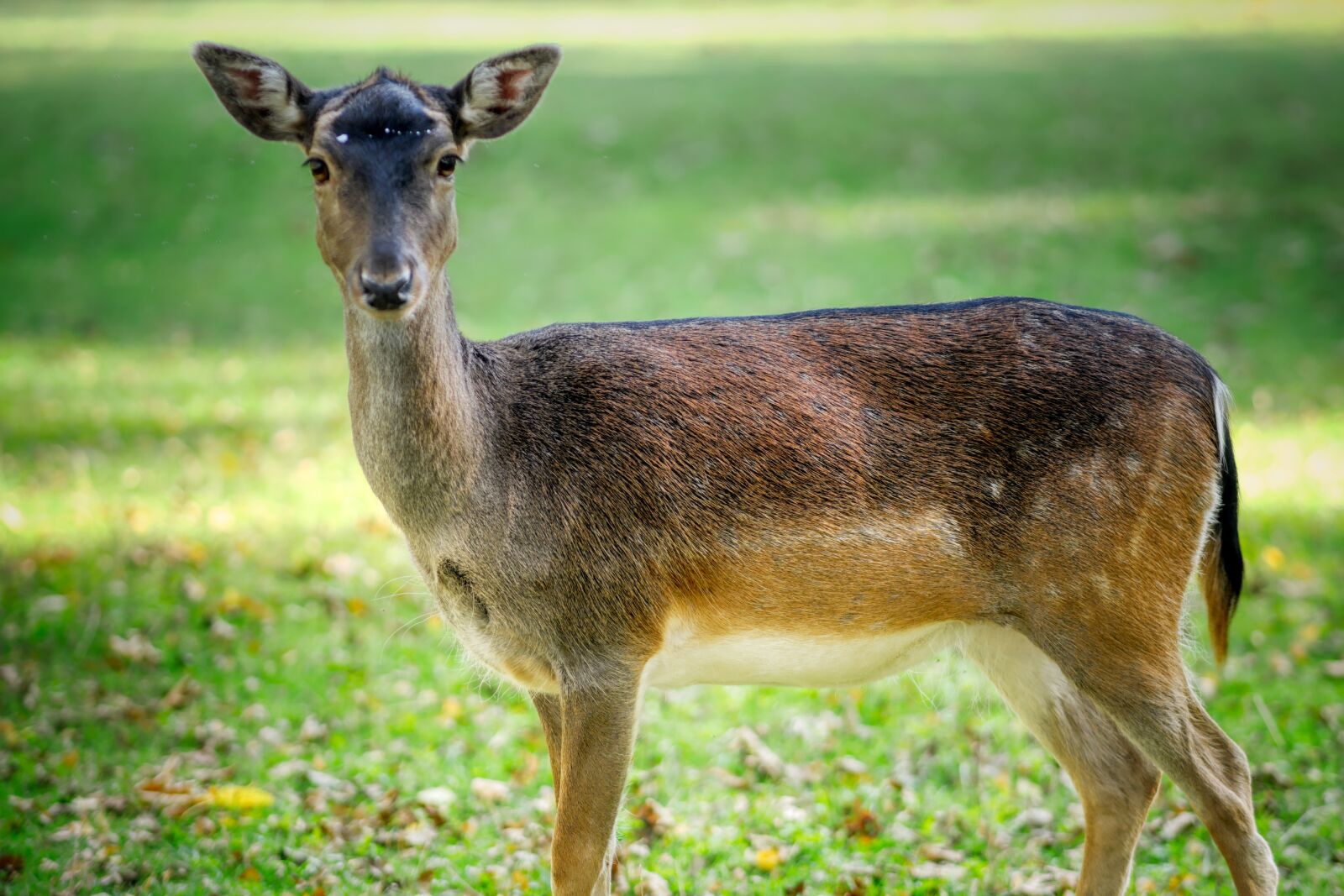 Panasonic Lumix DC-G90 (Lumix DC-G91) sample photo. Roe deer, glade, meadow photography