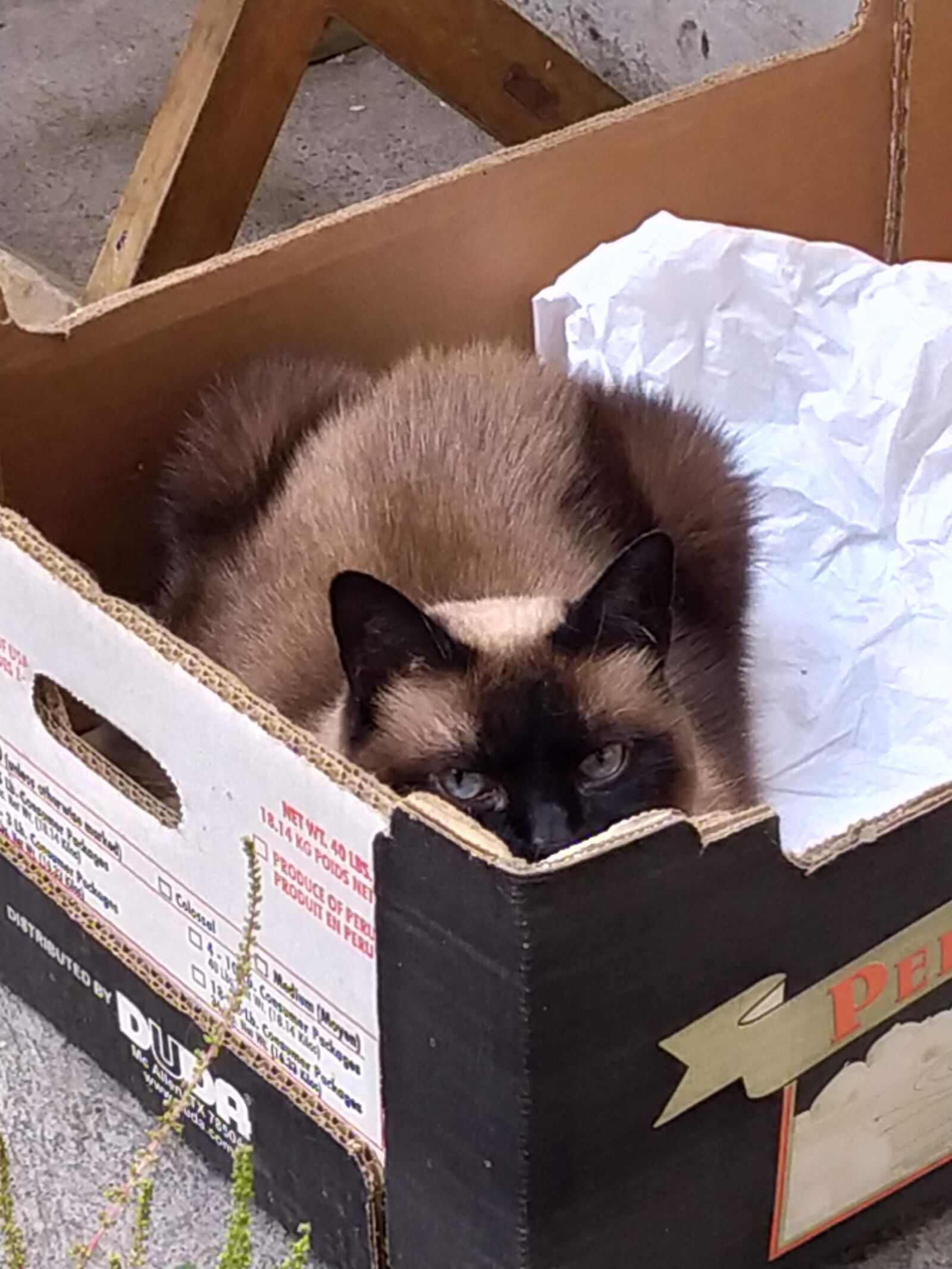 Xiaomi Redmi Note 7 sample photo. Cat, box, cute photography
