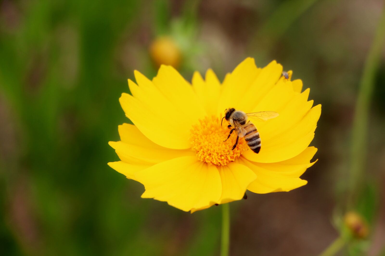 Canon EOS 650D (EOS Rebel T4i / EOS Kiss X6i) sample photo. Geumgyeguk, bee, paris photography