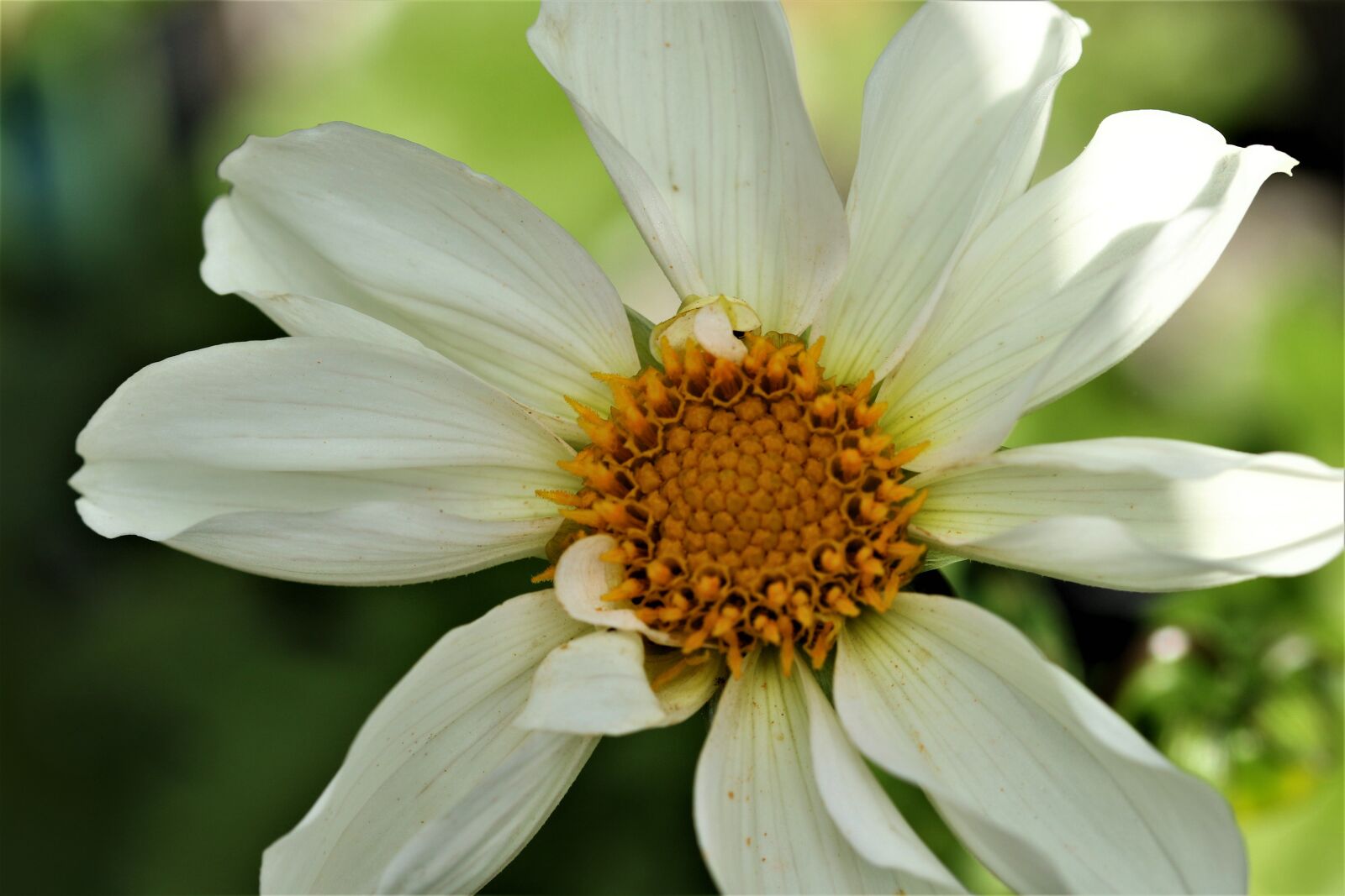 Canon EOS 7D Mark II sample photo. Flower, petals, bloom photography