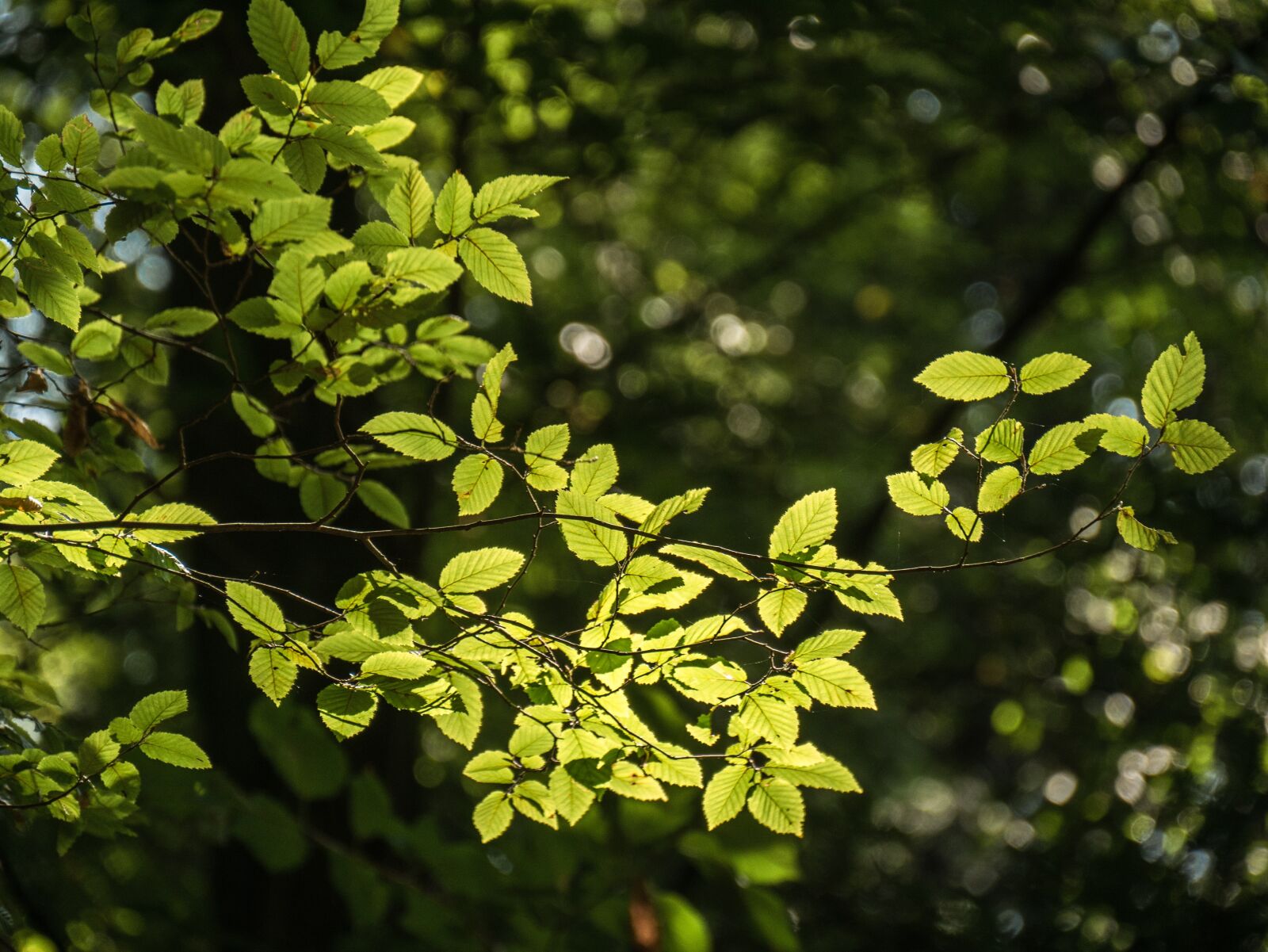 Panasonic DMC-G81 sample photo. Forest, tree, branch photography