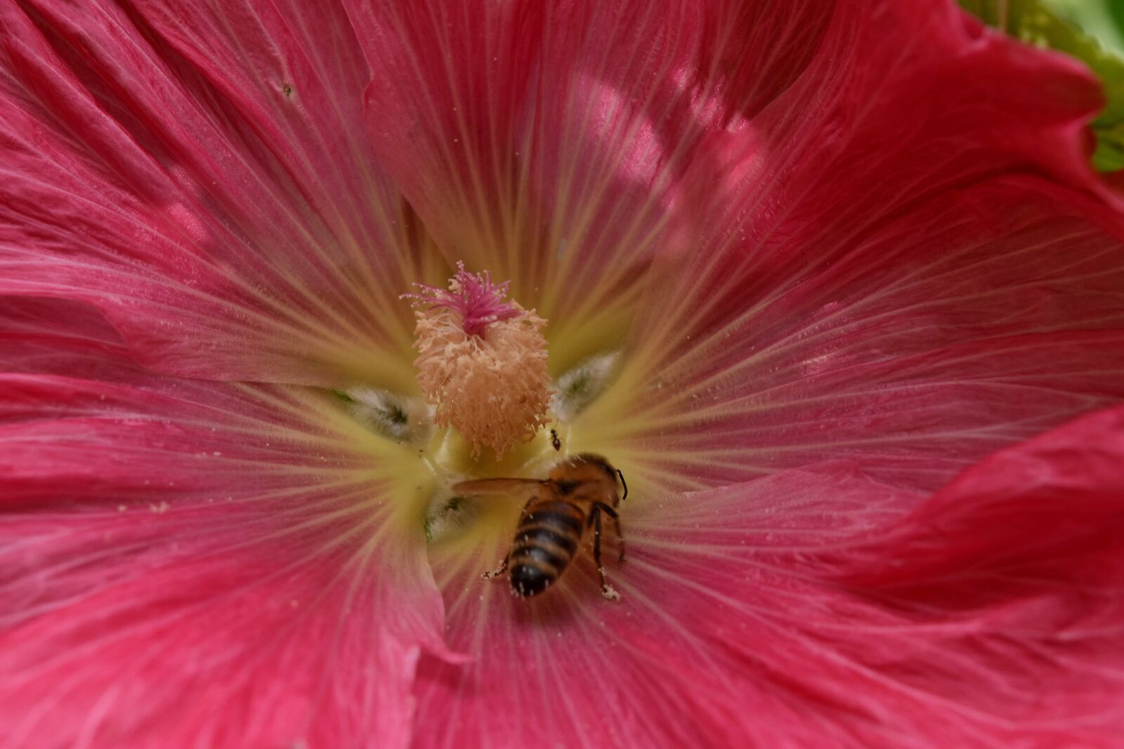 Nikon D5500 sample photo. Bee, honeybee, insect, pollinating photography