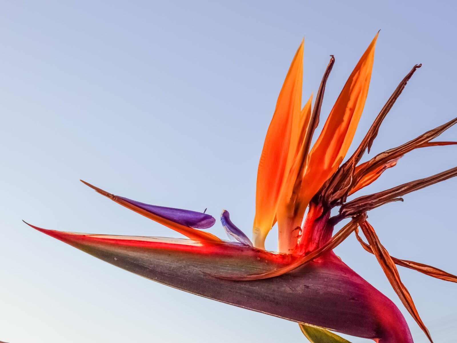 Nikon D3300 sample photo. Caudata, flower, bird of photography