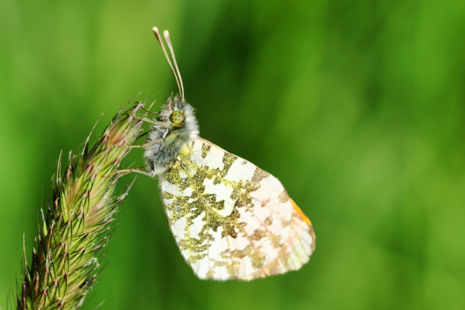 Tamron SP 90mm F2.8 Di VC USD 1:1 Macro sample photo. Aurora butterfly, butterfly, nature photography