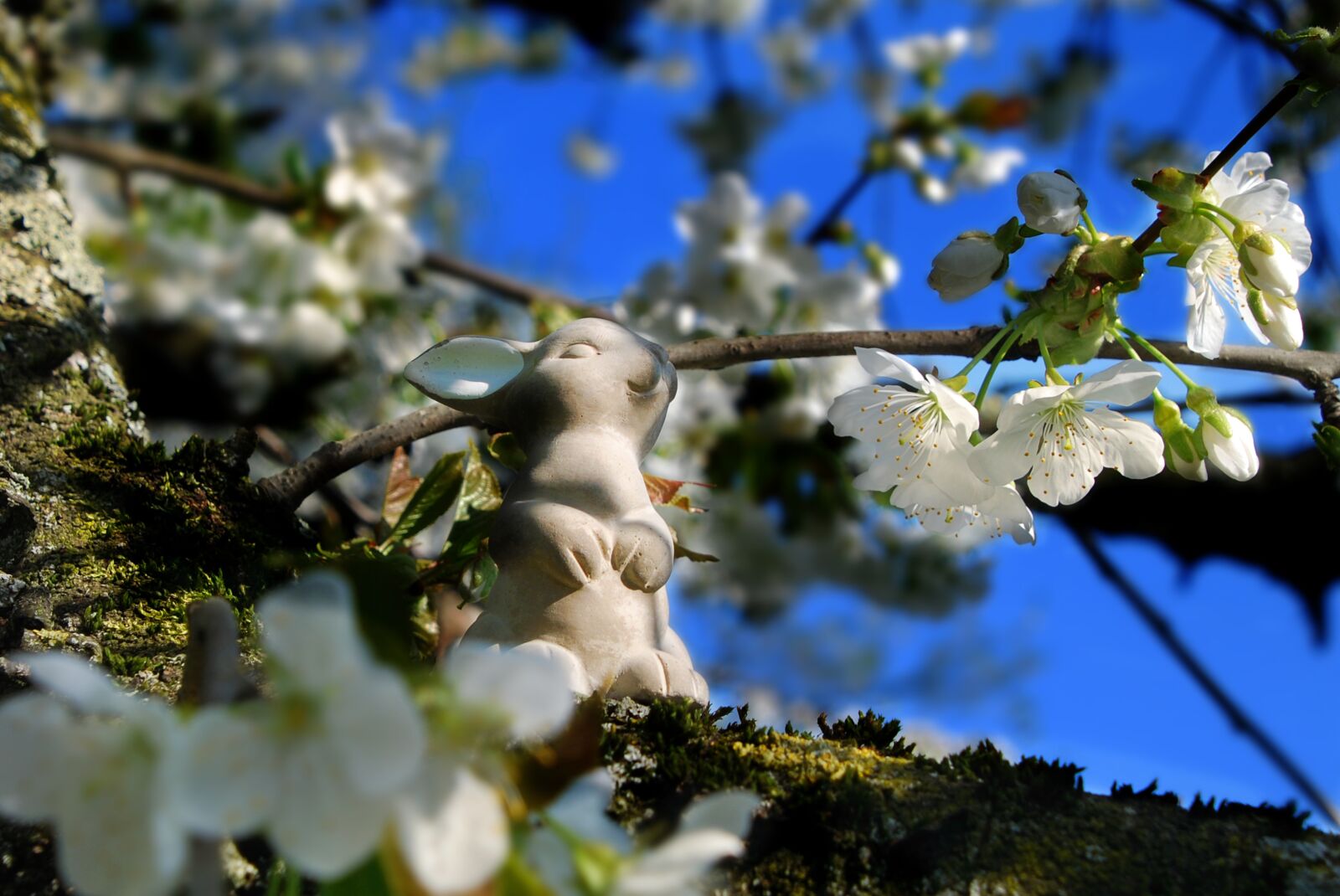 Nikon D80 sample photo. Easter bunny, easter, hare photography
