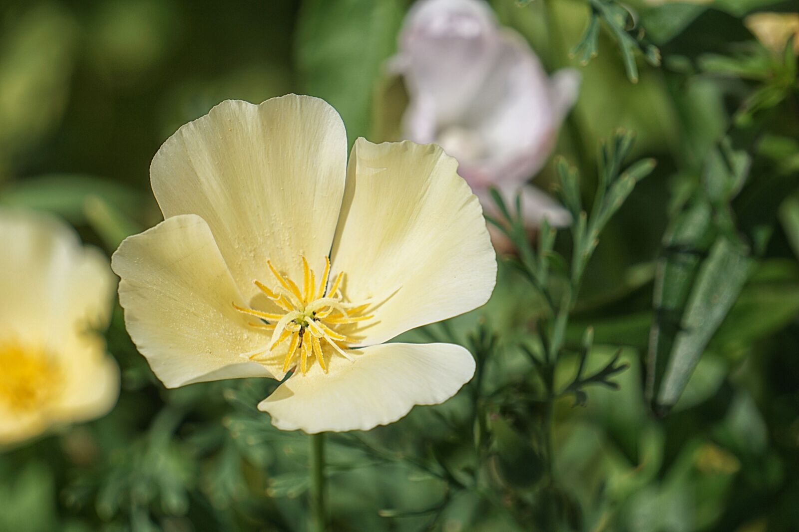 Sony a6000 sample photo. Flower, flora, garden photography