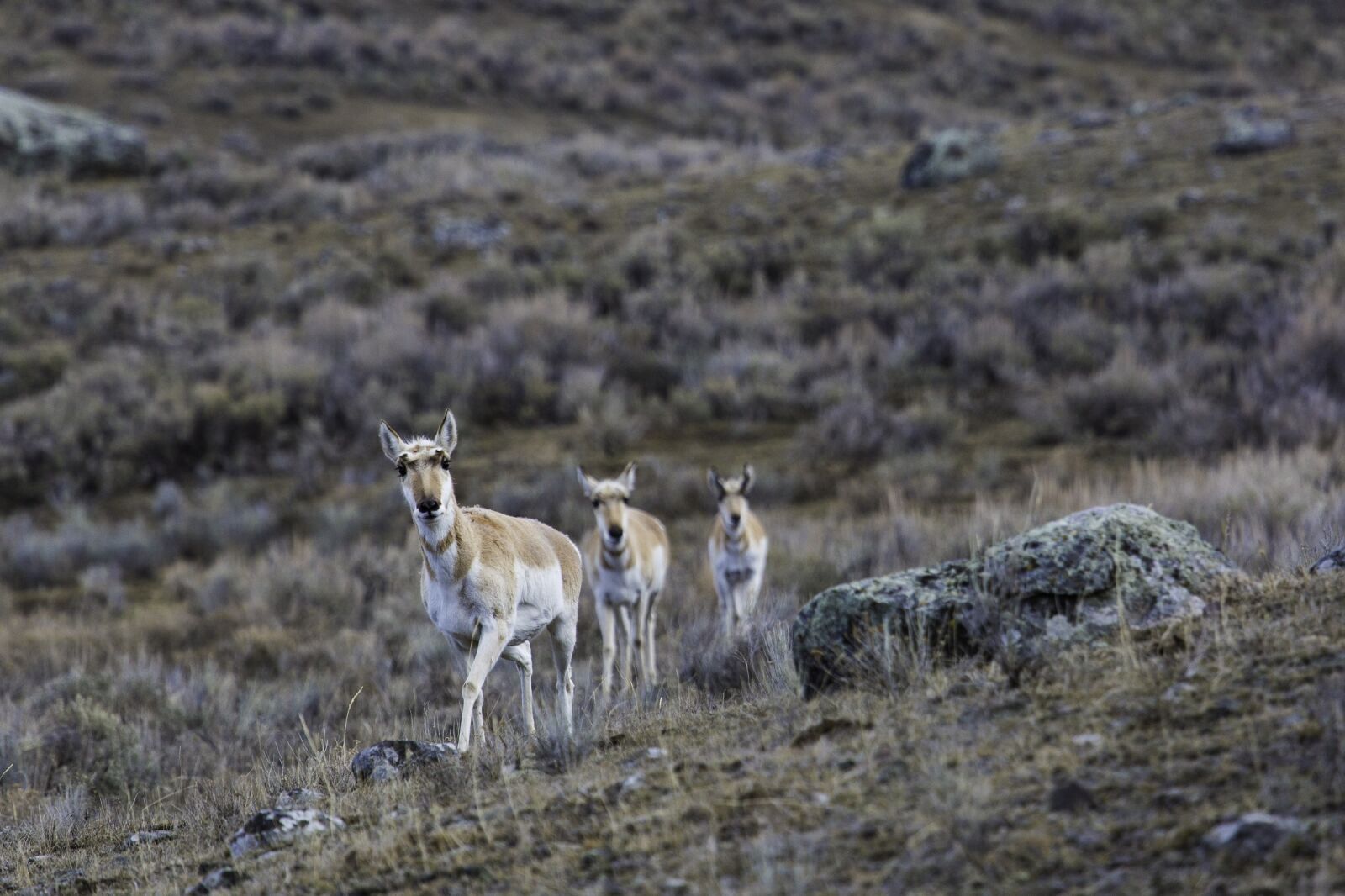 Canon EF 100-400mm F4.5-5.6L IS USM sample photo. Pronghorn, herd, wildlife photography