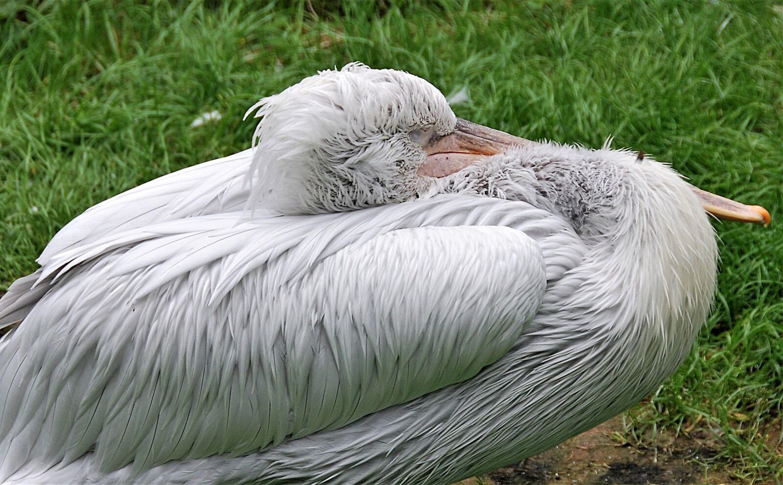 Nikon D80 sample photo. Pelikan, sleeping, bird photography