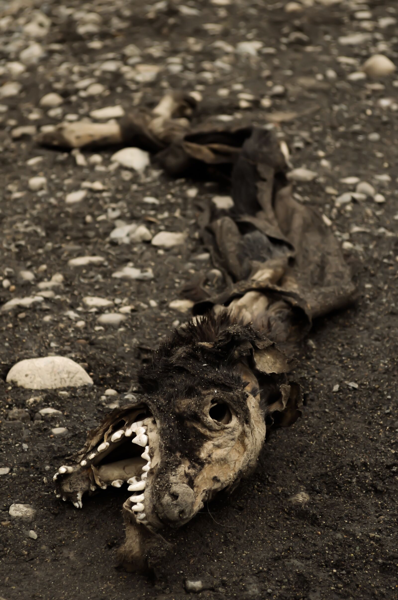 Nikon D5100 sample photo. Death, skeleton, dark photography