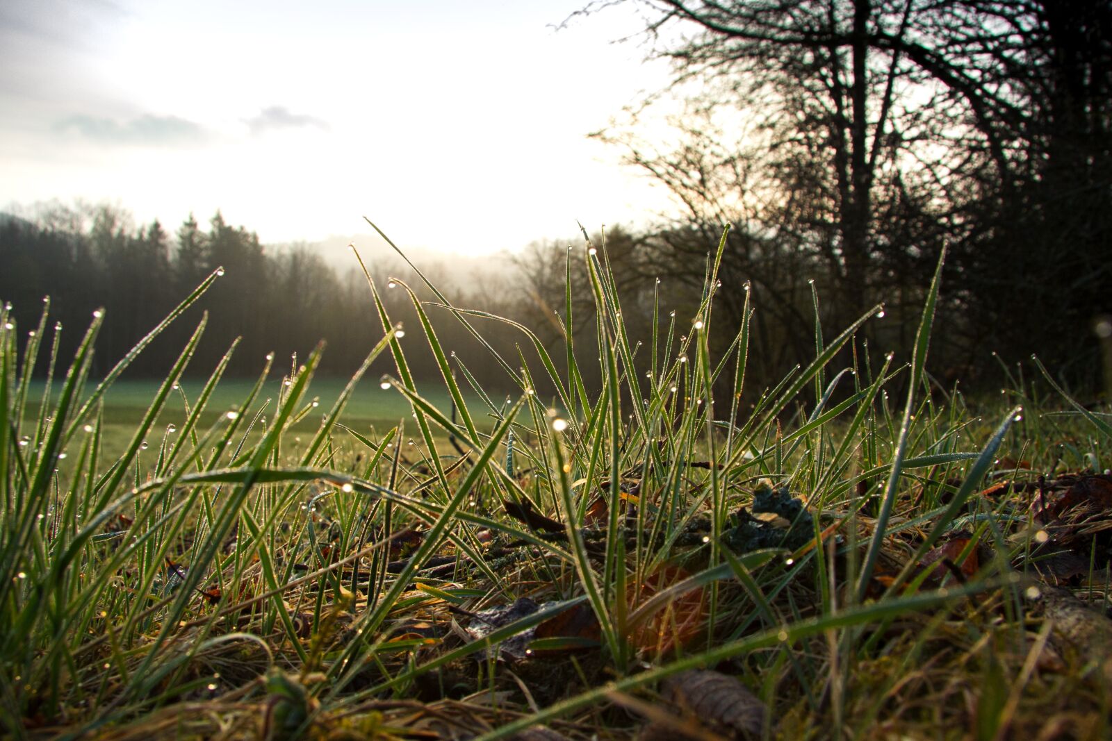 Canon EF-S 17-85mm F4-5.6 IS USM sample photo. Morning, morgentau, drip photography