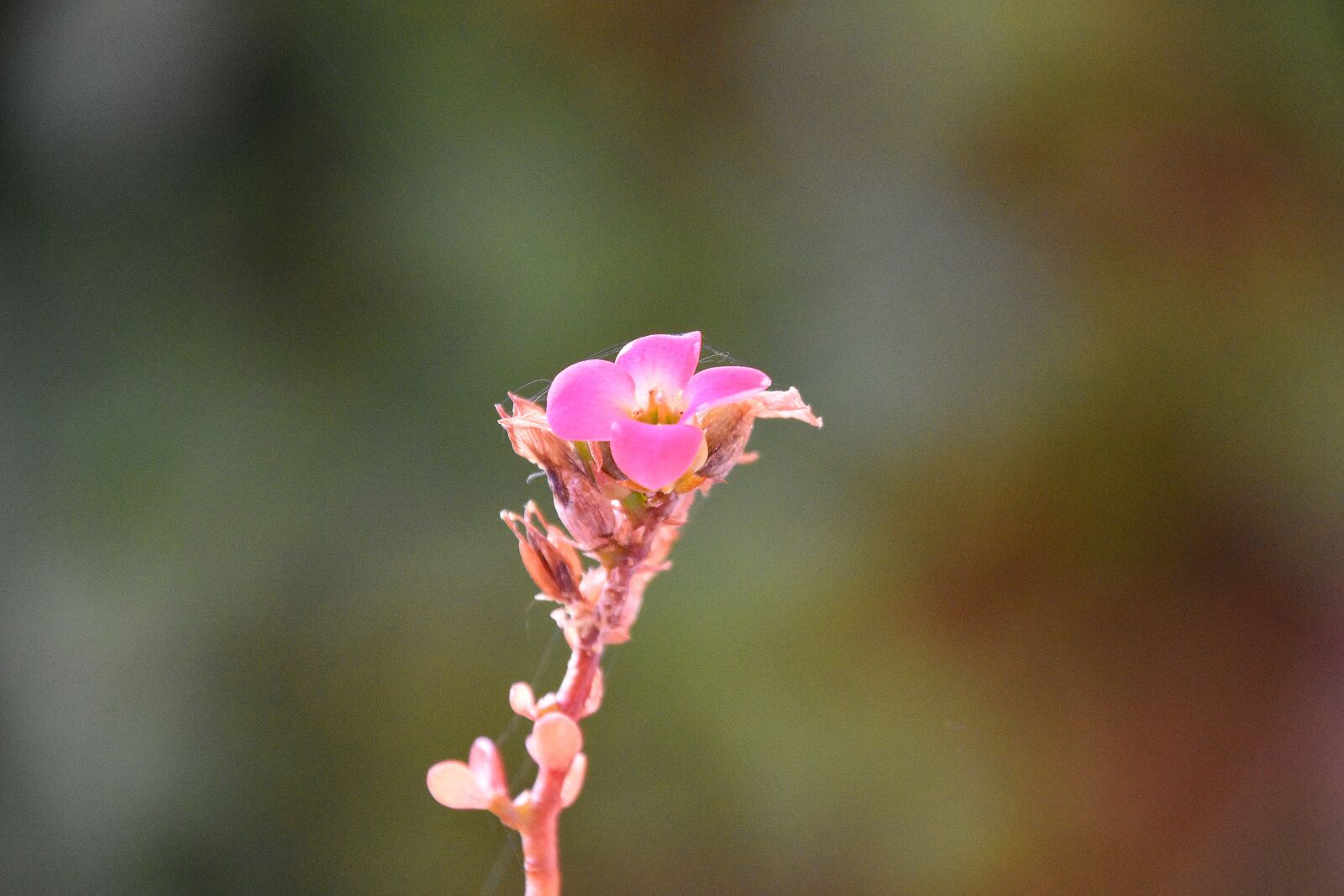 Nikon D7200 sample photo. Nature, flower, plant photography