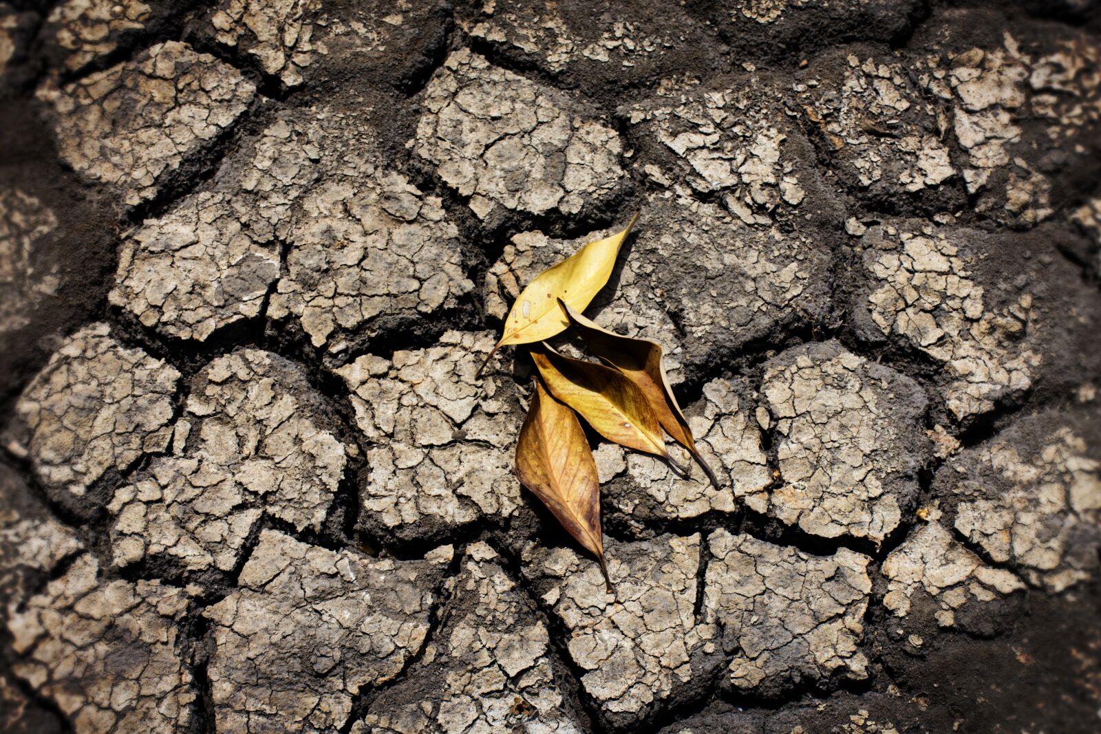 Nikon D7200 sample photo. Dry land, dry leaves photography