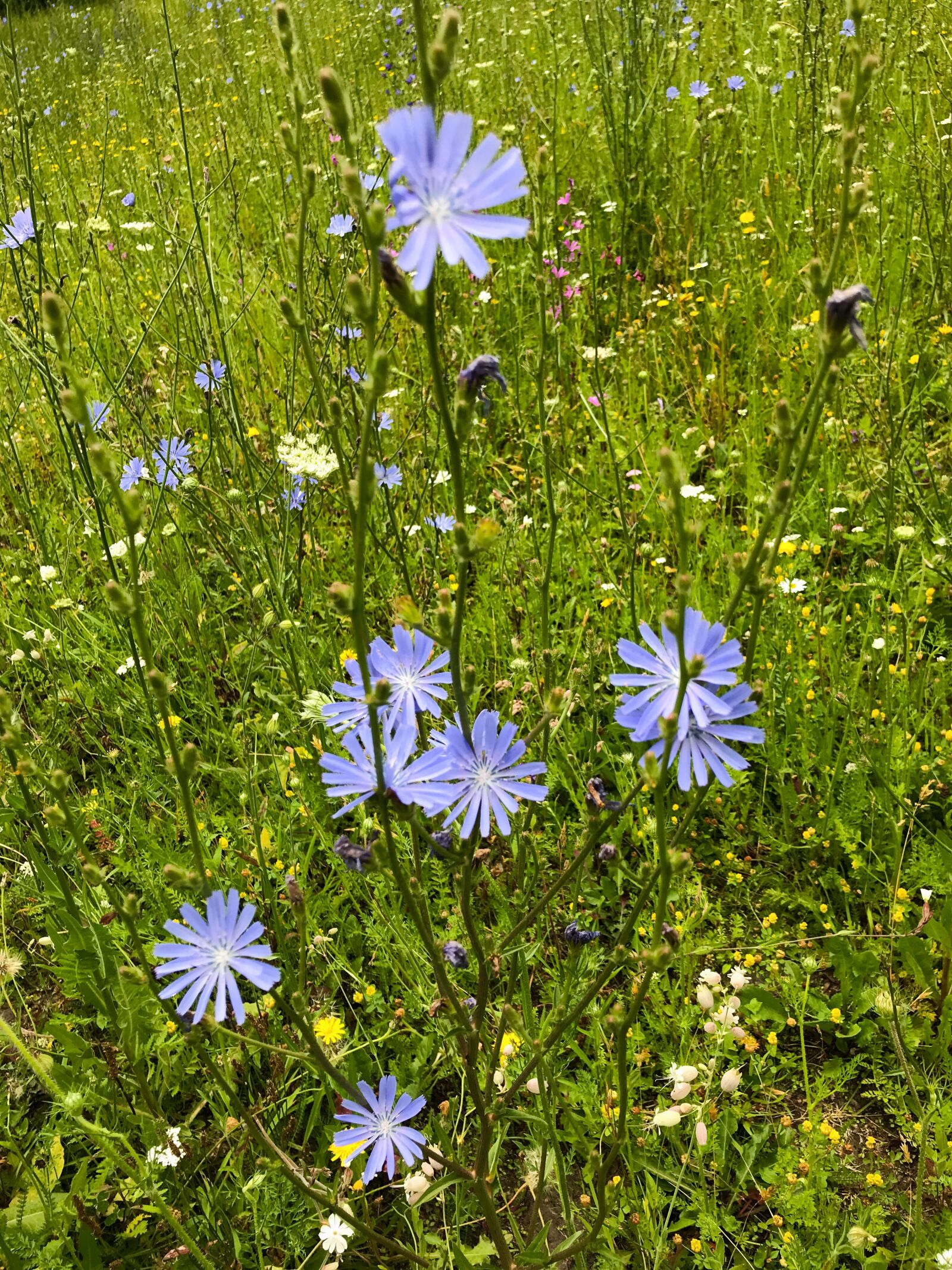 iPhone 7 back camera 3.99mm f/1.8 sample photo. Cornflowers, flowers, flower meadow photography