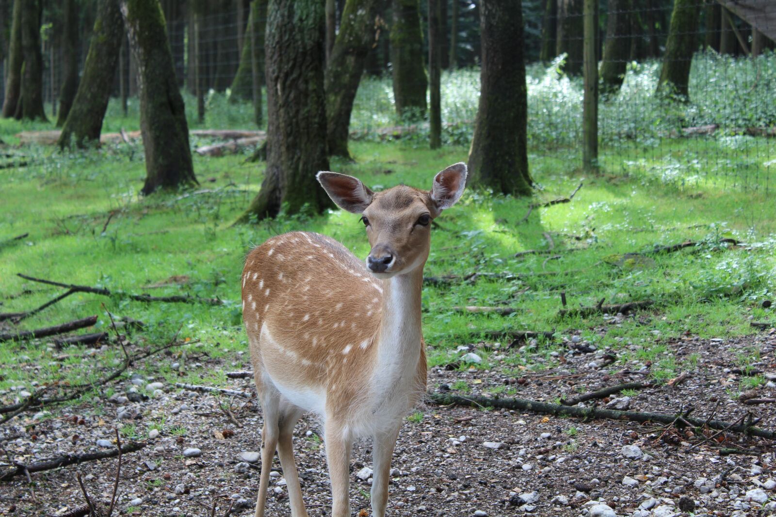 Canon EOS 1300D (EOS Rebel T6 / EOS Kiss X80) sample photo. Roe deer, fallow deer photography