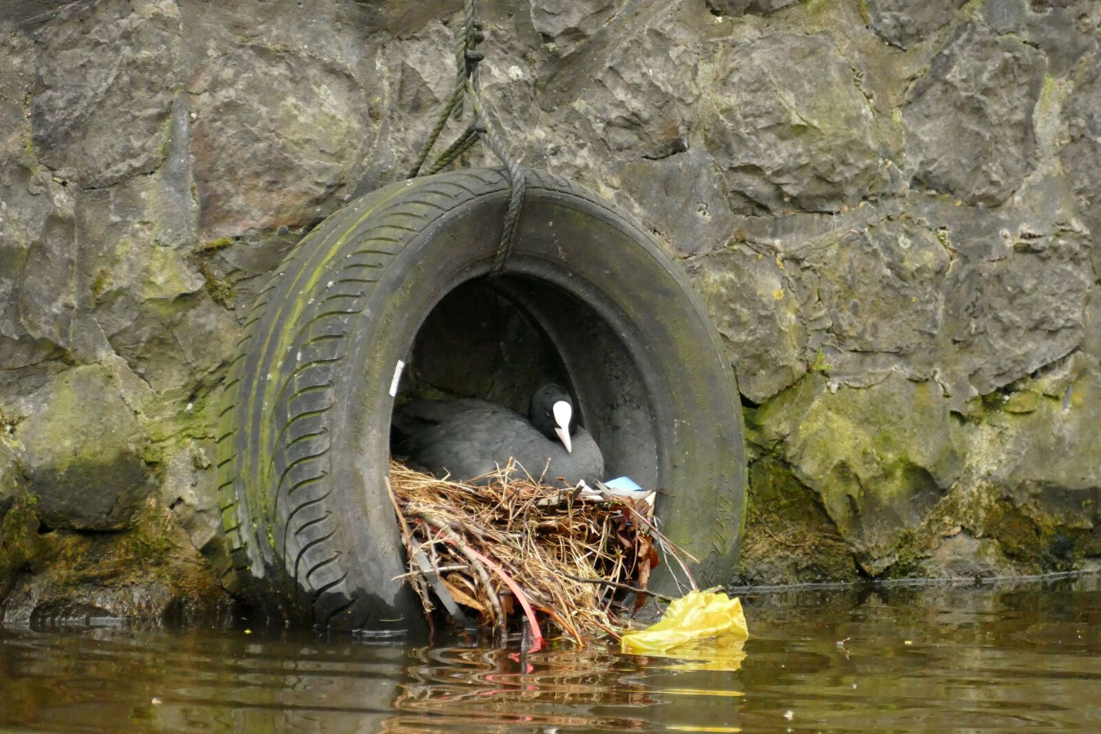 Panasonic Lumix DMC-FZ1000 sample photo. Coot, bird, waterfowl photography