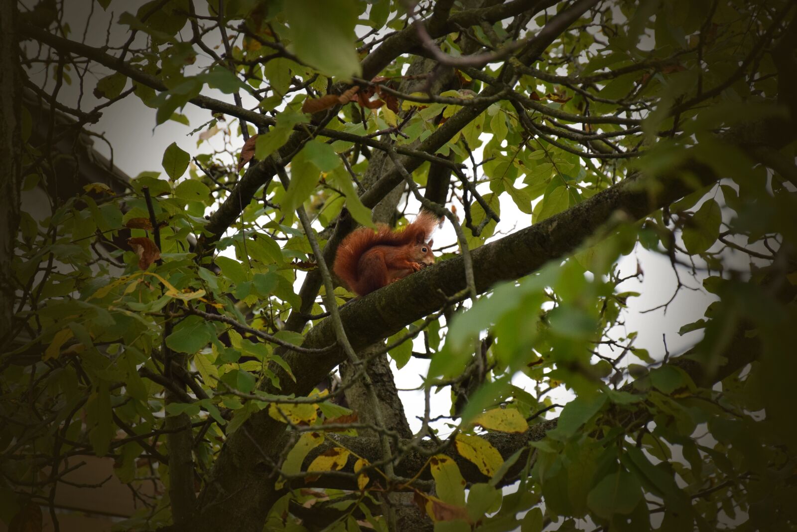 Nikon D5300 sample photo. Squirrel, croissant, rodent photography