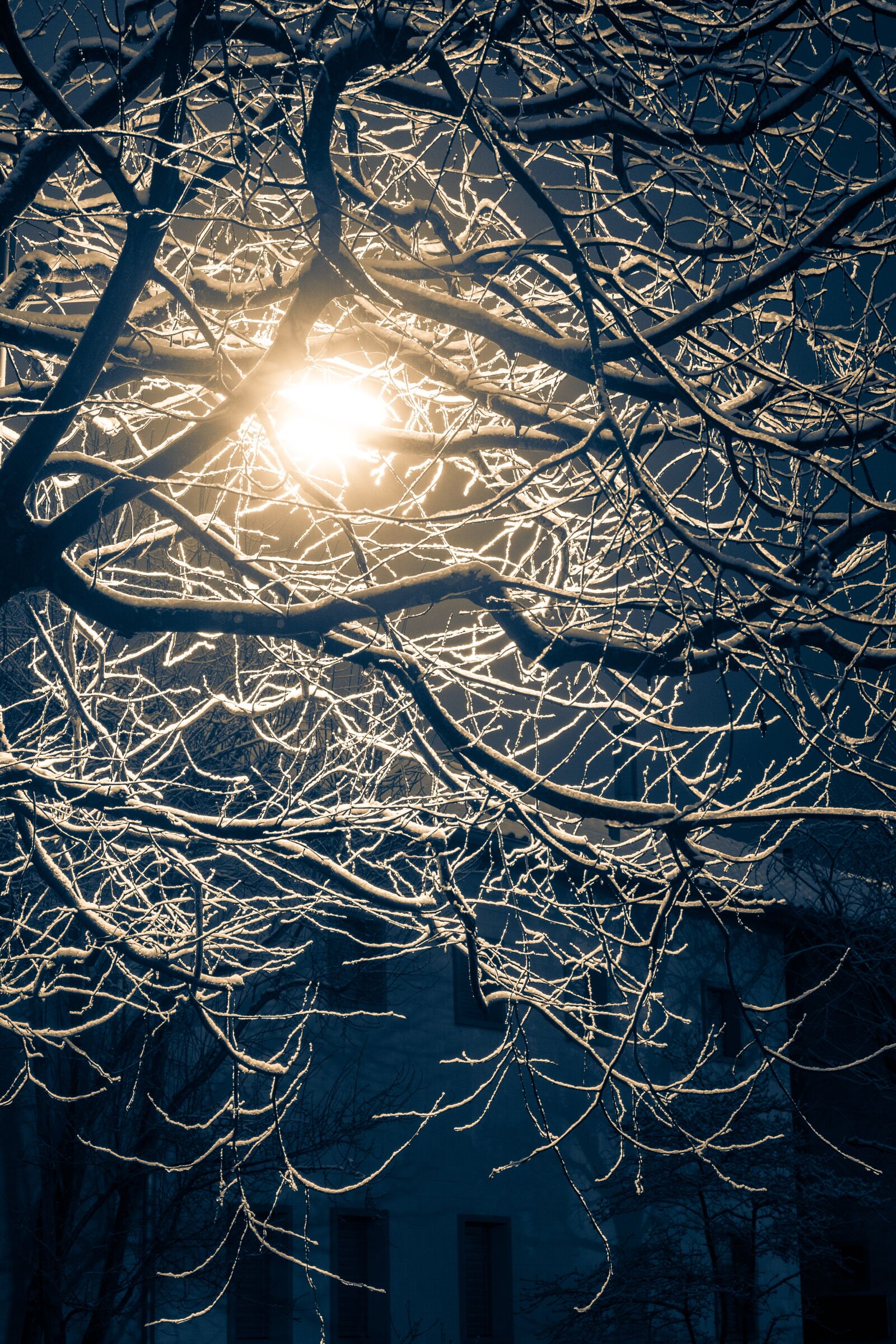 Canon EOS 6D + Canon EF 50mm F1.8 STM sample photo. Outdoors, tree, winter photography