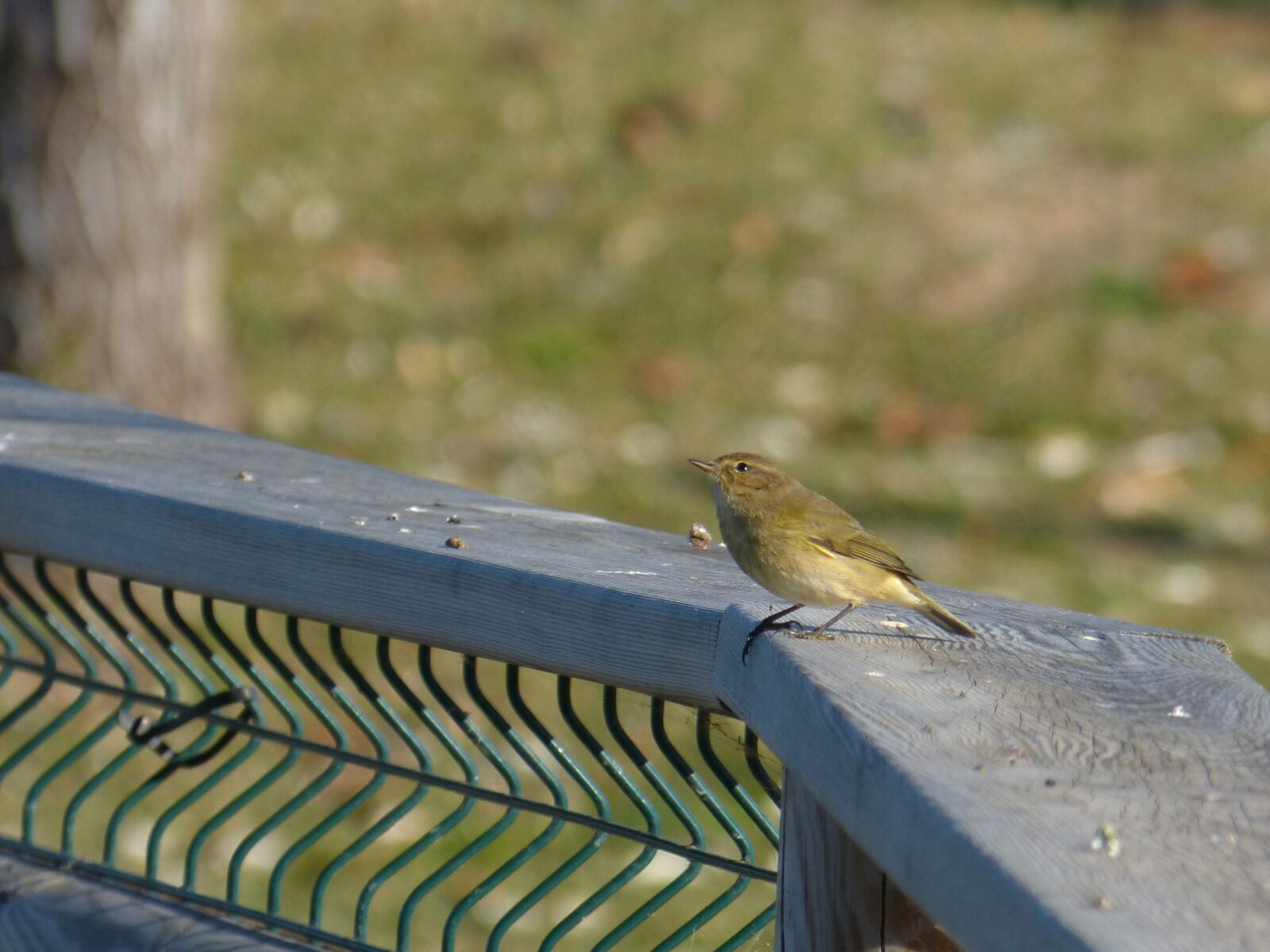 Panasonic DMC-FZ62 sample photo. Bird, ave, phylloscopus collybita photography