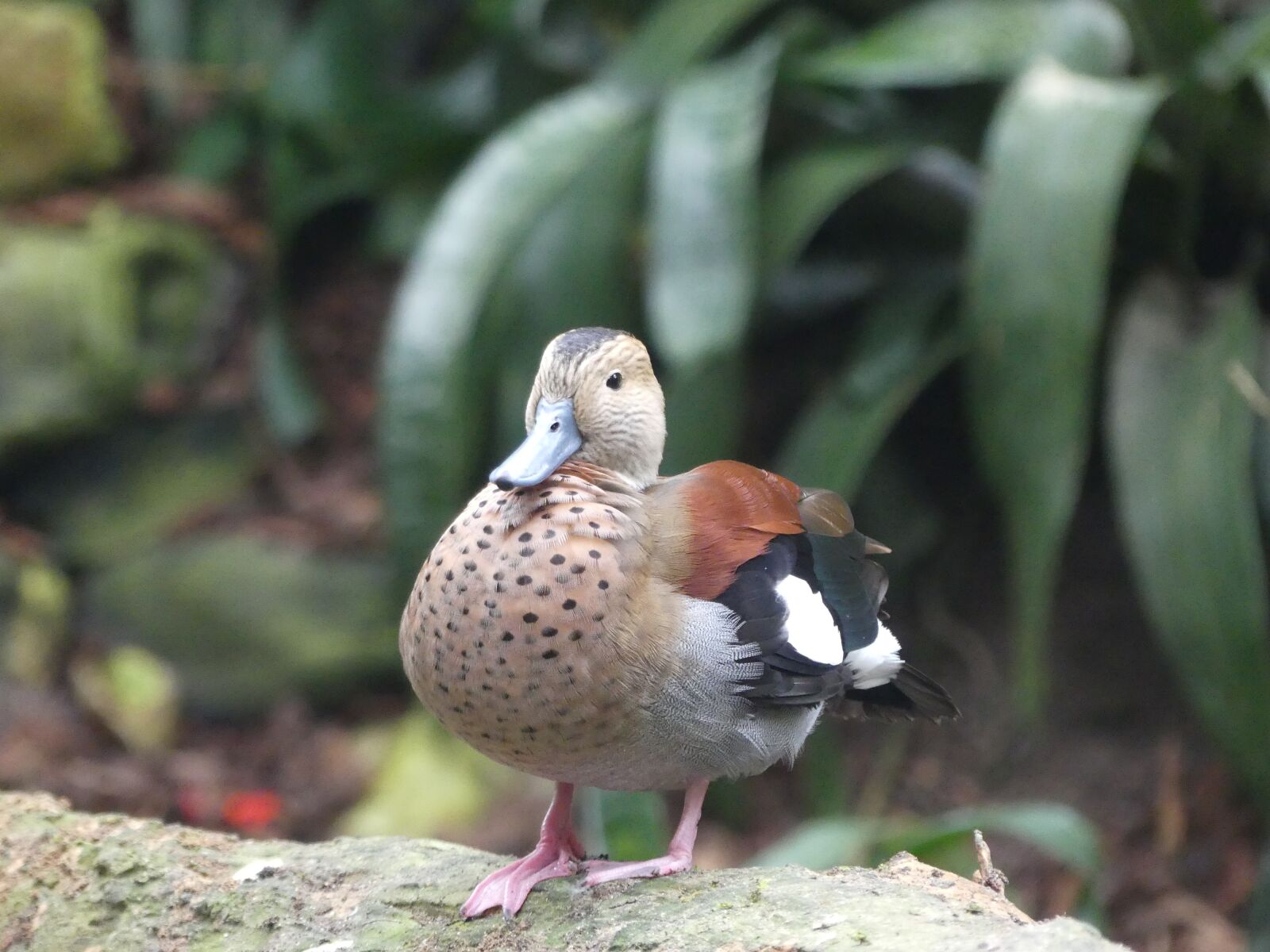 Panasonic Lumix DMC-FZ300 sample photo. Duck, animal, bird photography