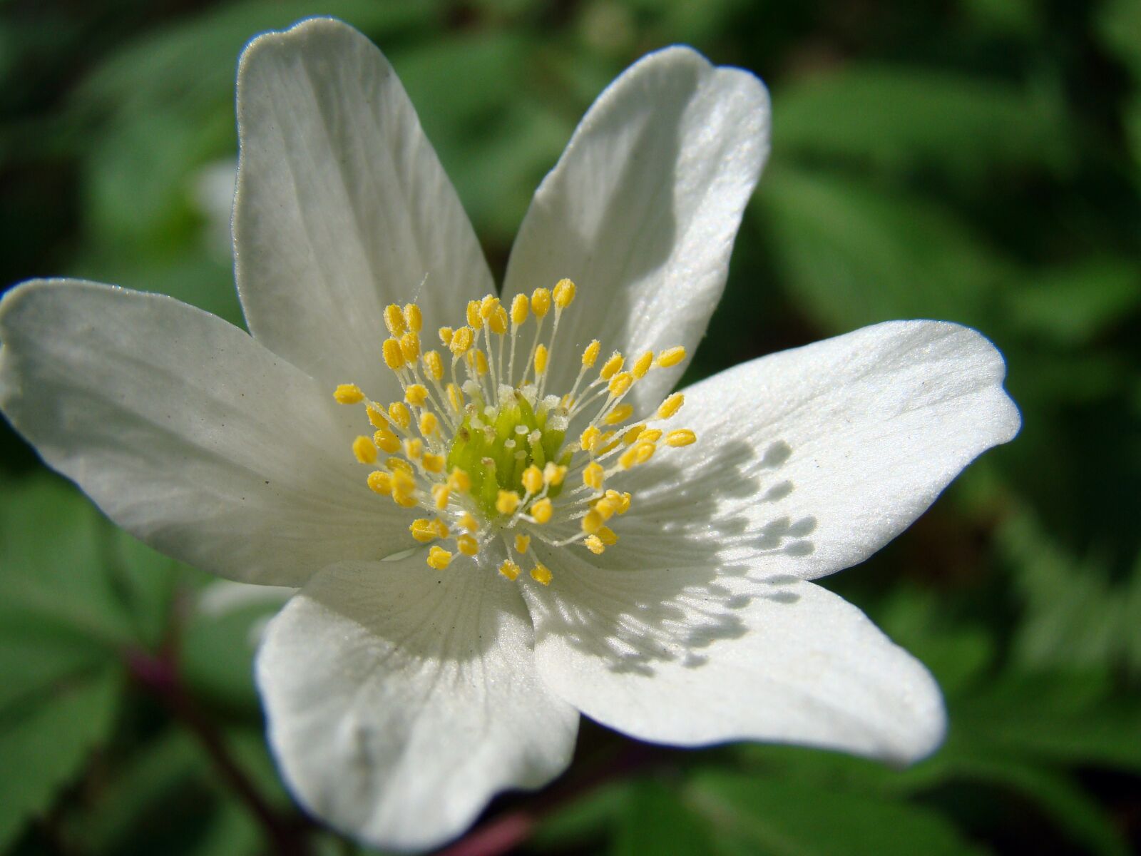 Sony Cyber-shot DSC-H50 sample photo. Flowers, flower, white flower photography