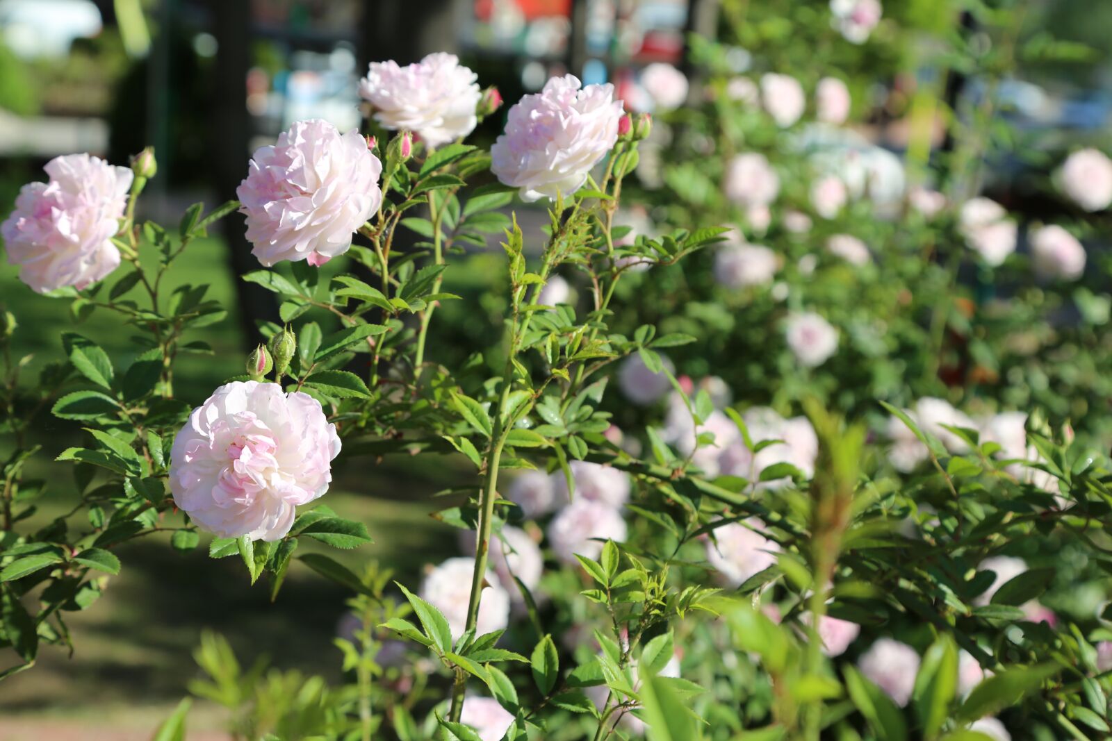 Canon EF 24-105mm F4L IS USM sample photo. Rose, white rose, flower photography