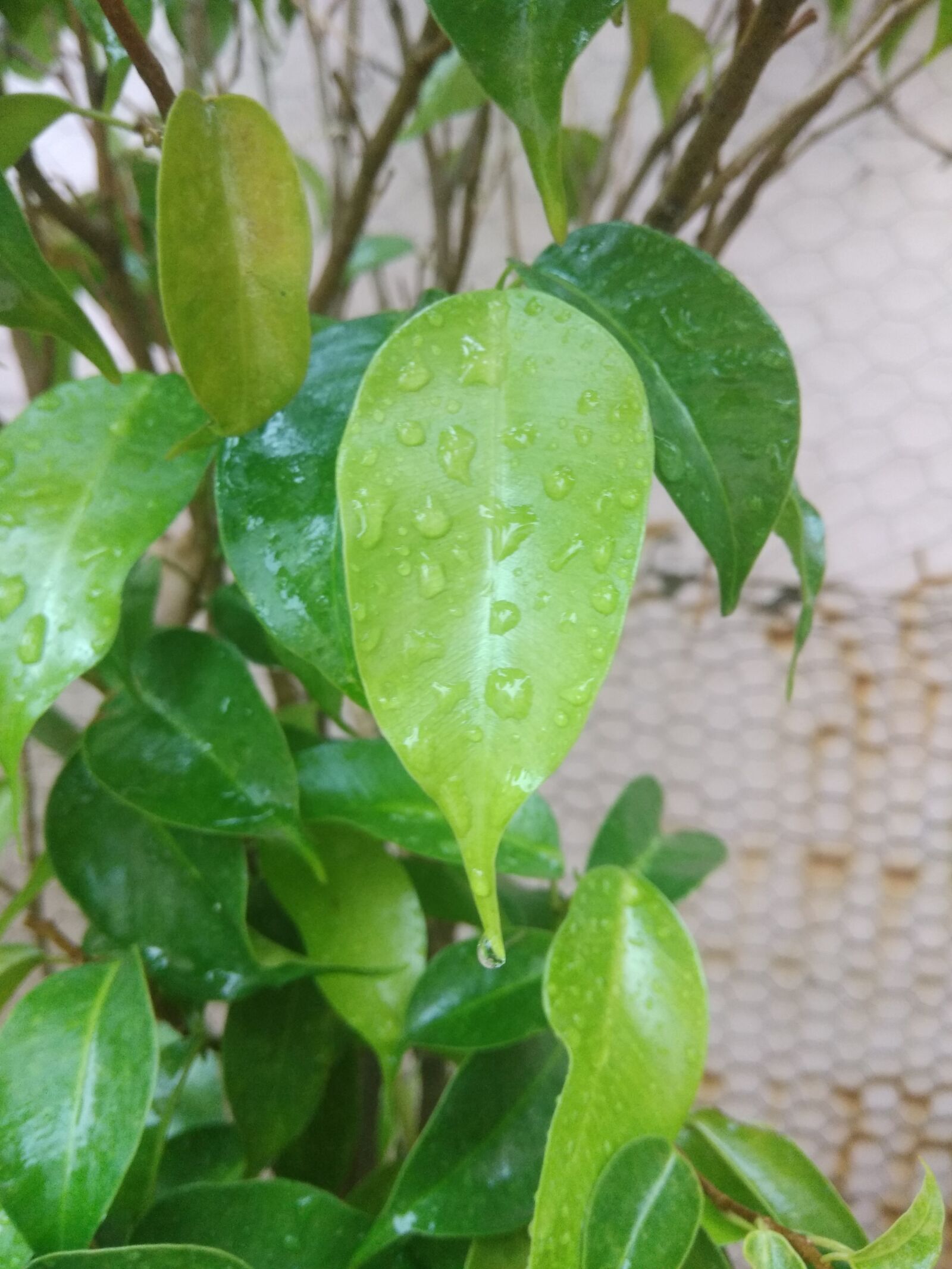 Xiaomi Redmi Note 4 sample photo. Leaf, droplets, green photography