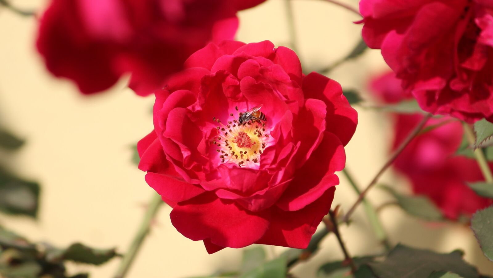 Canon EOS 1200D (EOS Rebel T5 / EOS Kiss X70 / EOS Hi) sample photo. Rose, rosa, flower photography