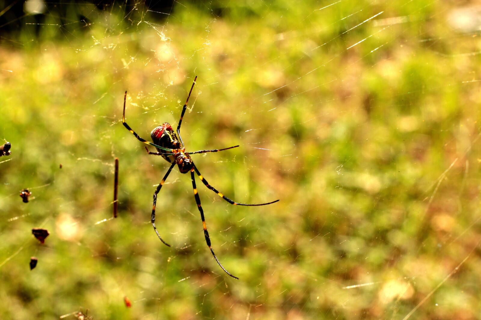 Canon EOS 70D + Canon EF 50mm F1.8 STM sample photo. Spider, red, yellow photography