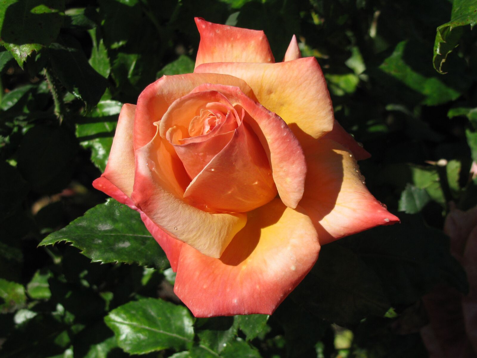 Canon POWERSHOT SX100 IS sample photo. Rose, flower, orange photography