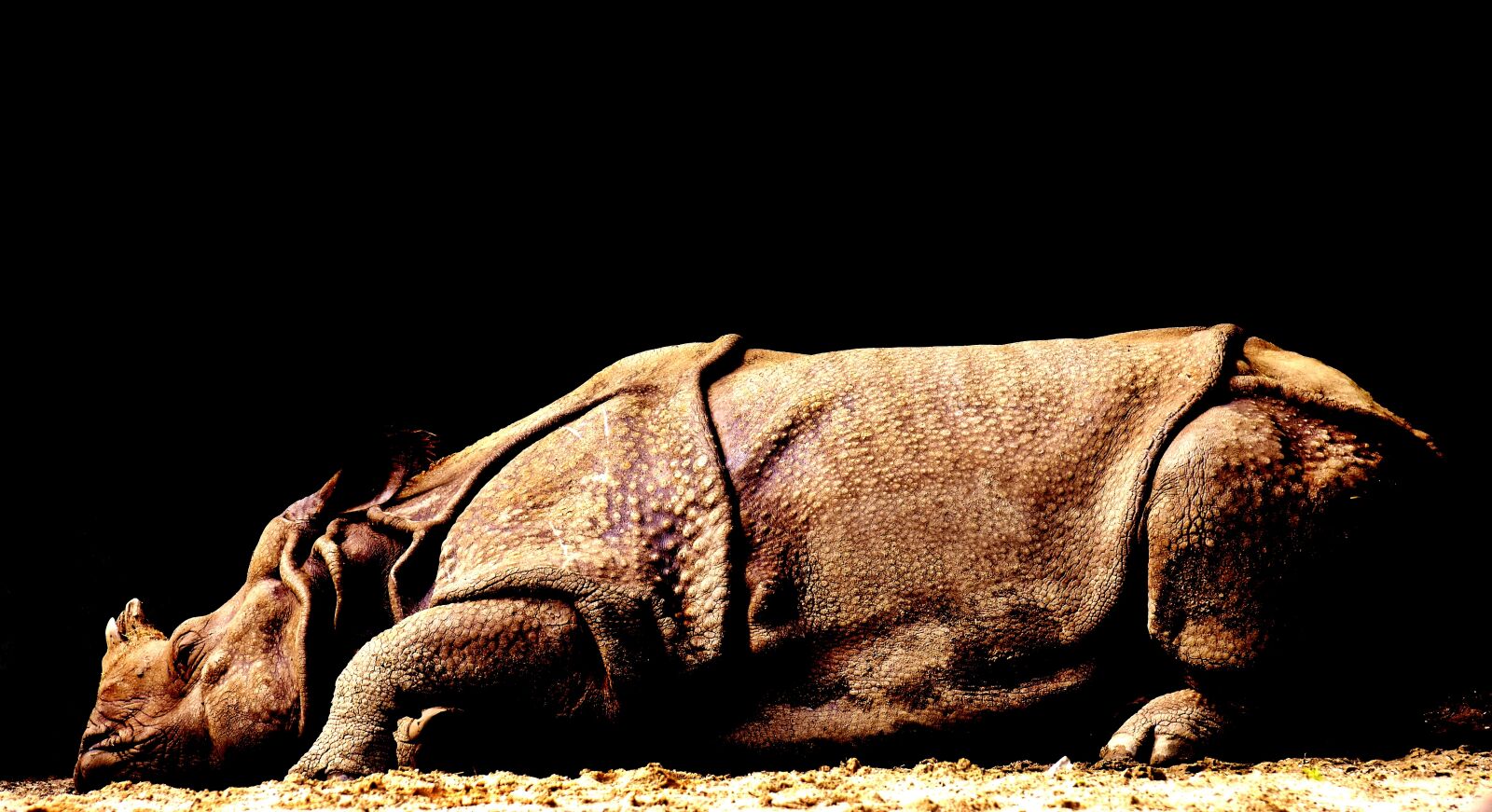 Nikon D7200 sample photo. Rhino, wild animal, big photography