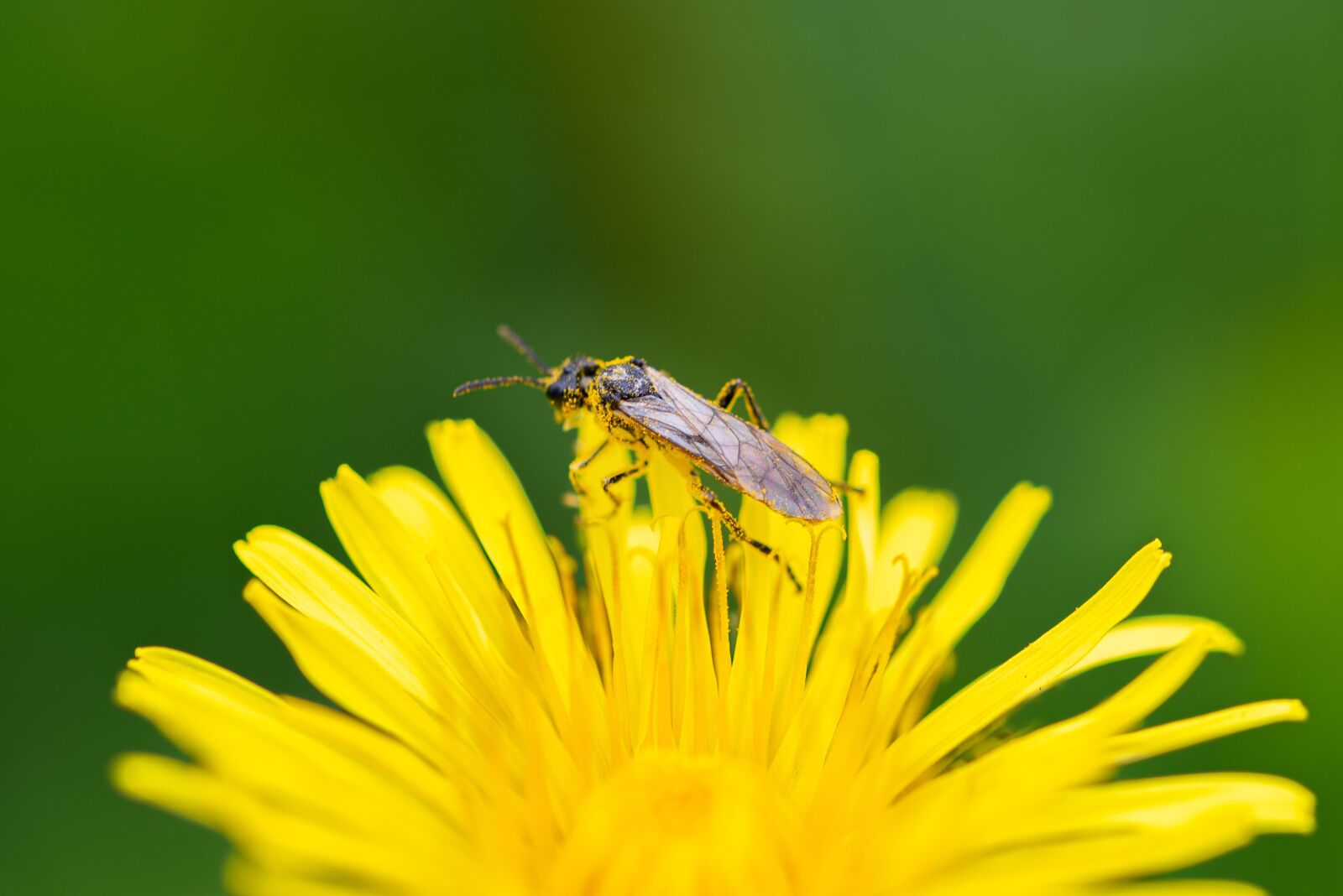 Nikon D610 sample photo. Macro, the insect, nature photography