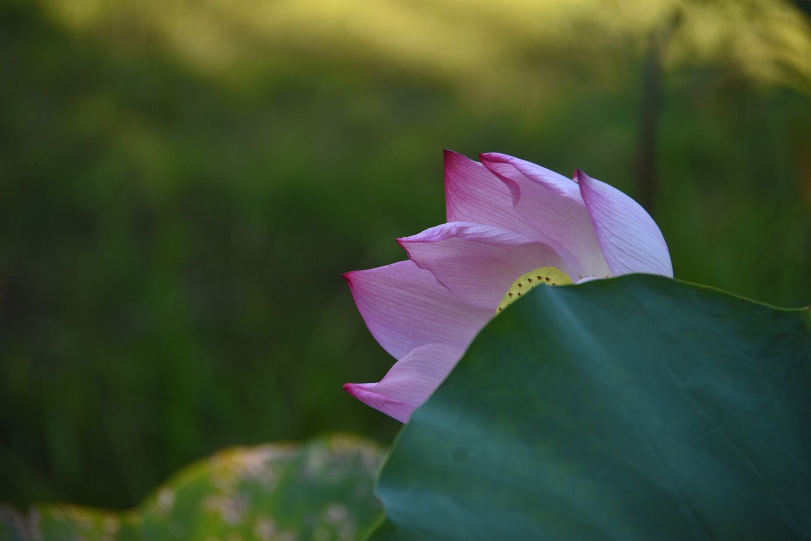 Nikon D7200 sample photo. Lotus, pink, bloom photography