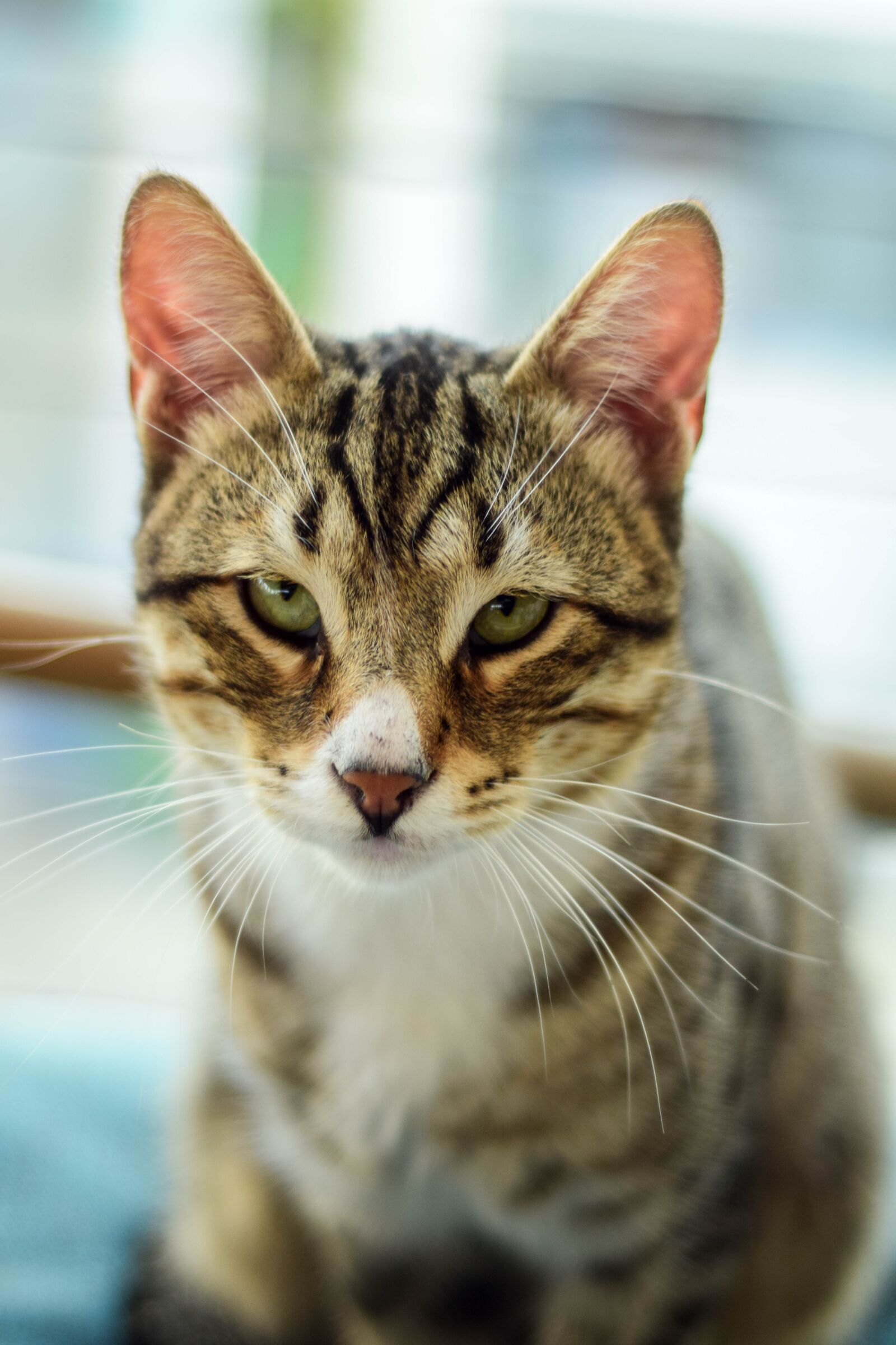 Nikon D5300 sample photo. Cat, animal, cute photography