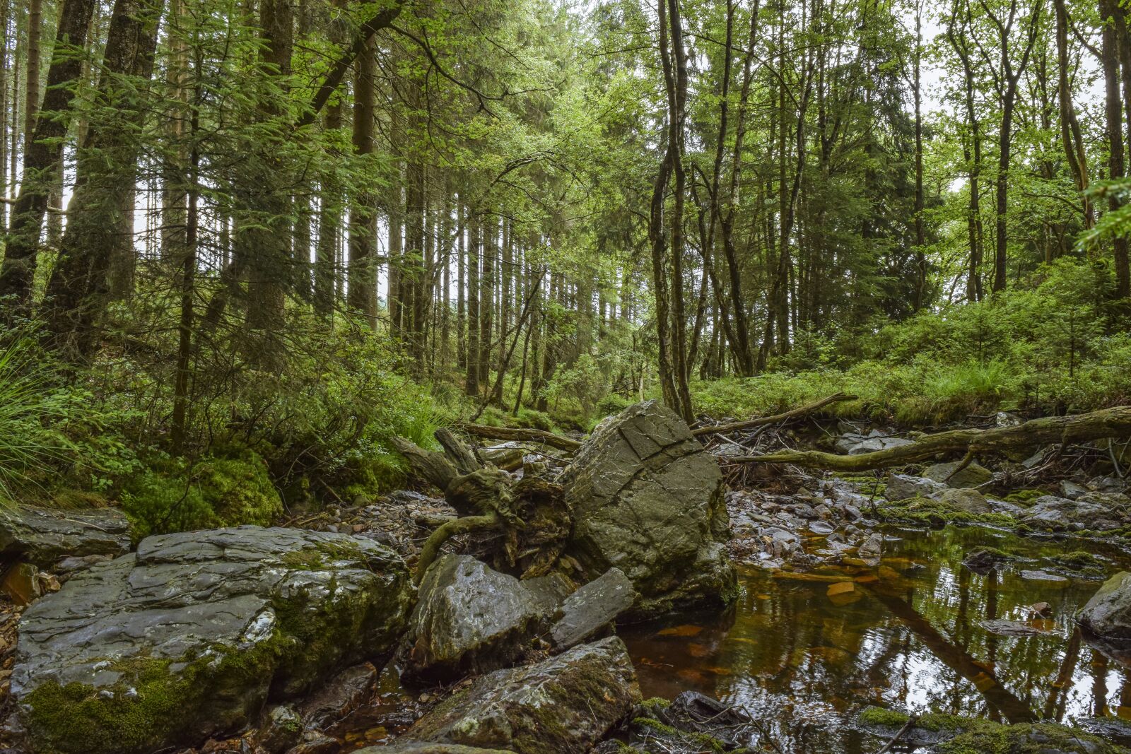 Nikon D3300 sample photo. Forest, nature, landscape photography