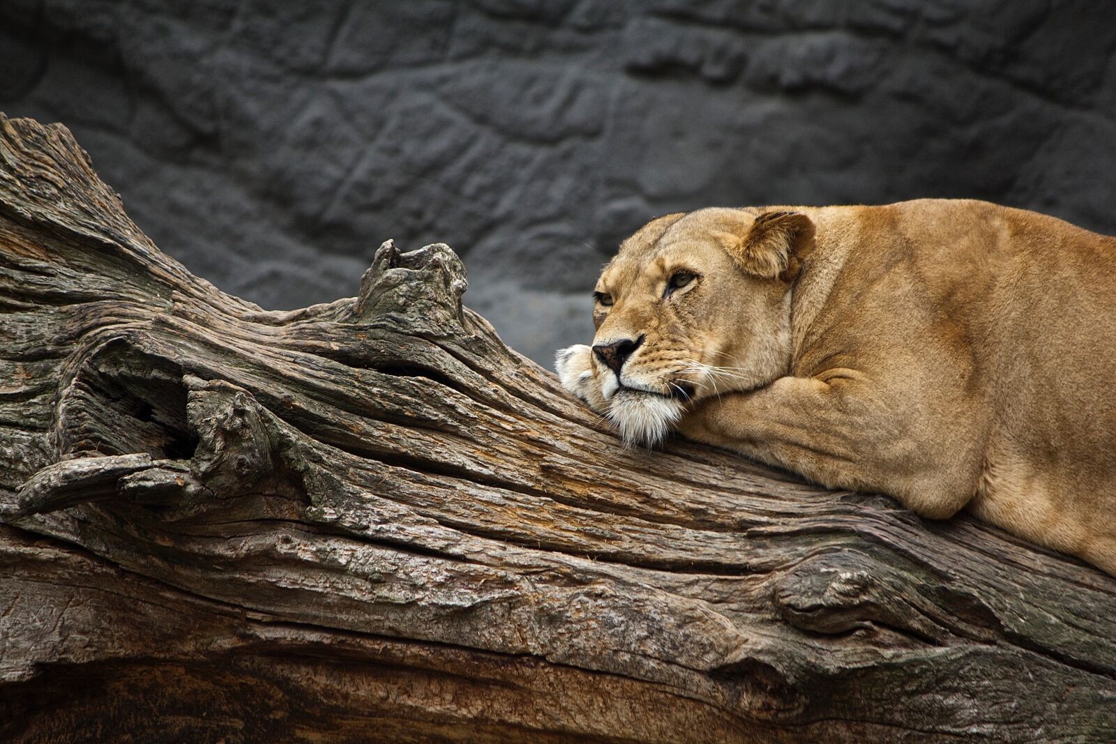 Canon EOS 60D + Canon EF-S 55-250mm F4-5.6 IS sample photo. Lioness, animal, animal world photography